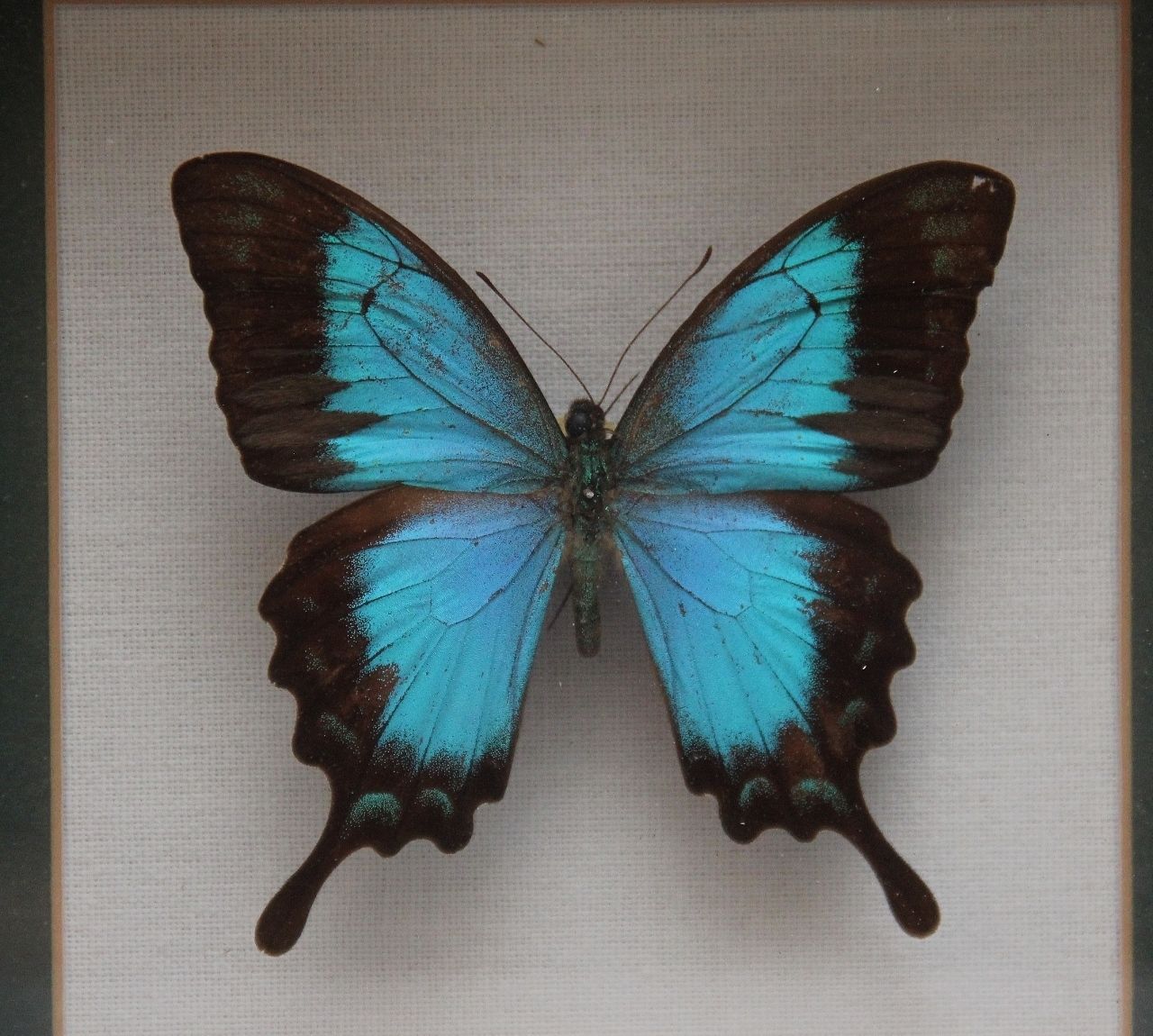 Early 20th Century Framed Sea Green Swallowtail Butterfly photo furniture