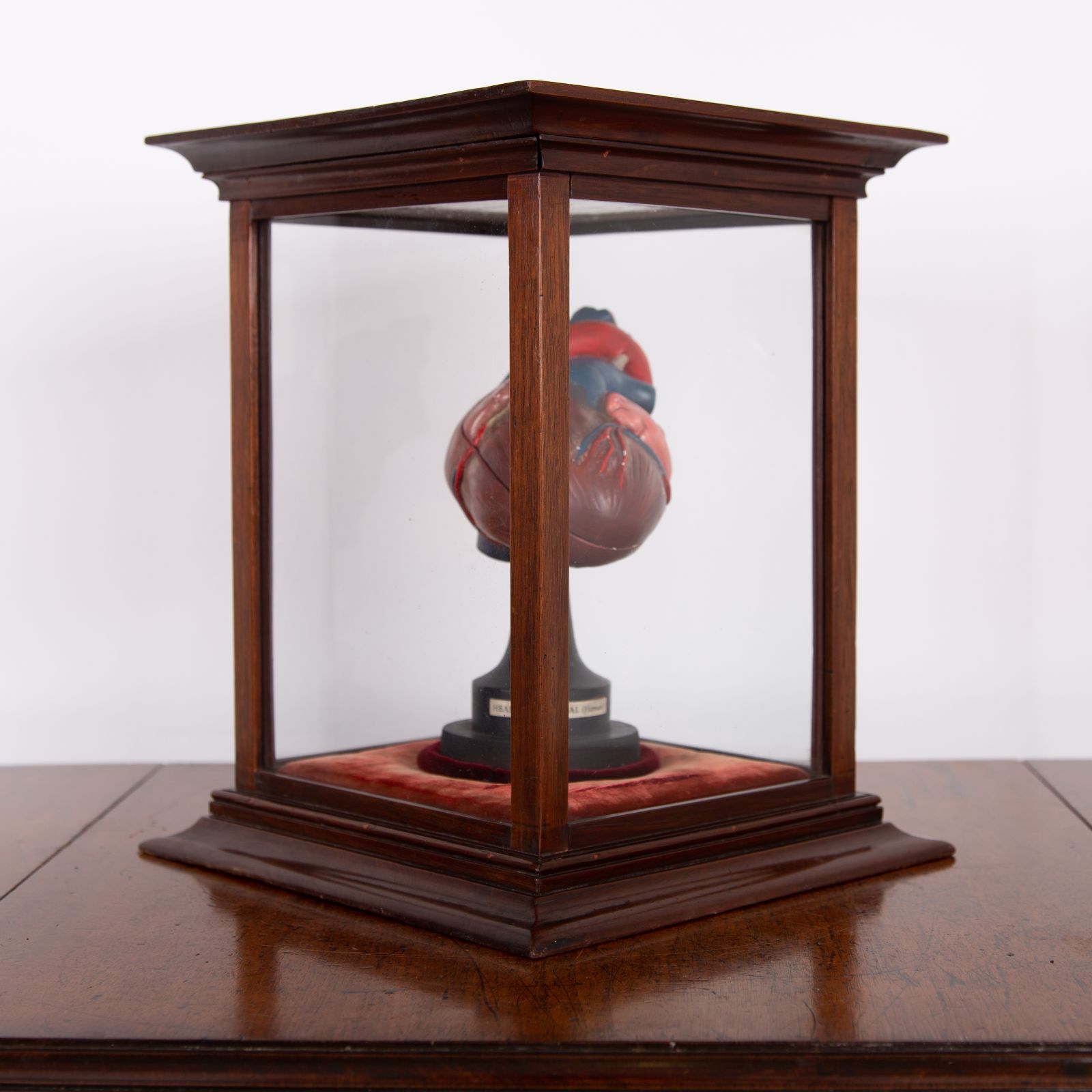 Home Decor Anatomical Heart In Fine Display Case Cabinet photo
