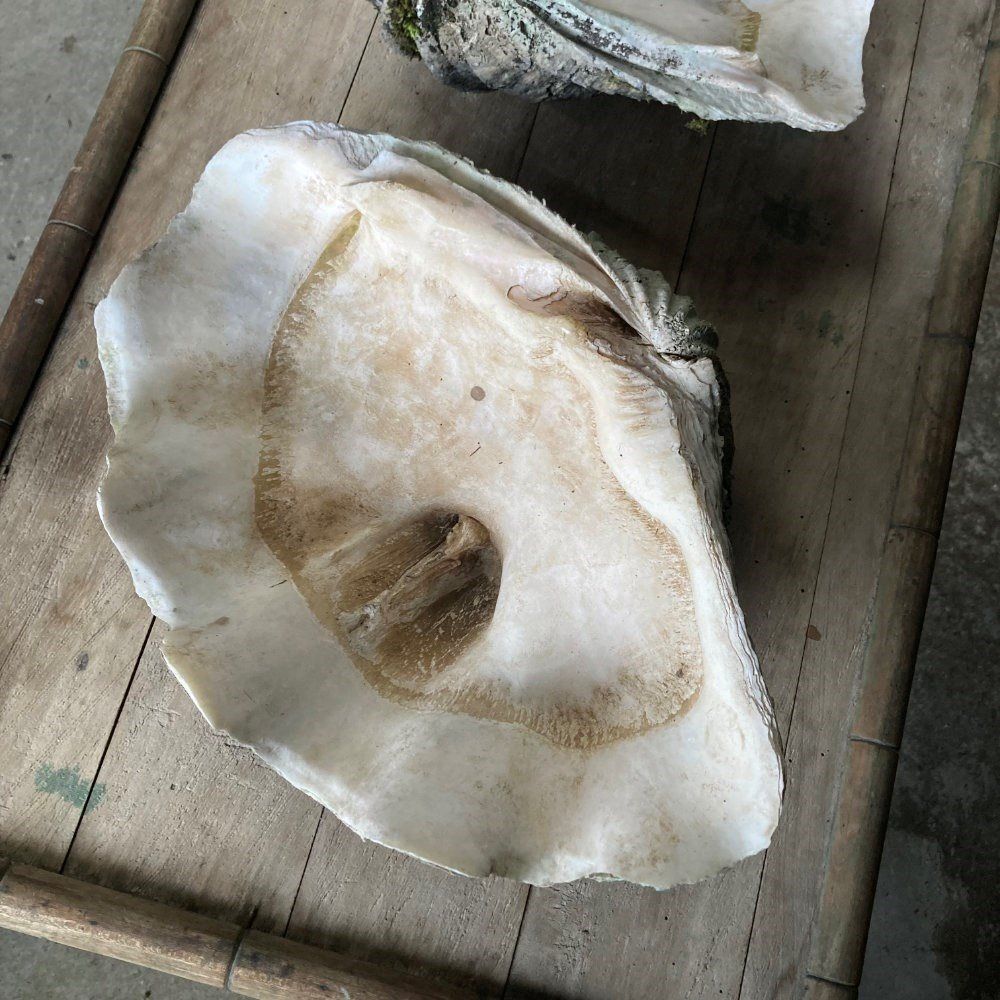 Two Large Antique Clam Shells, 1800s photo vintage