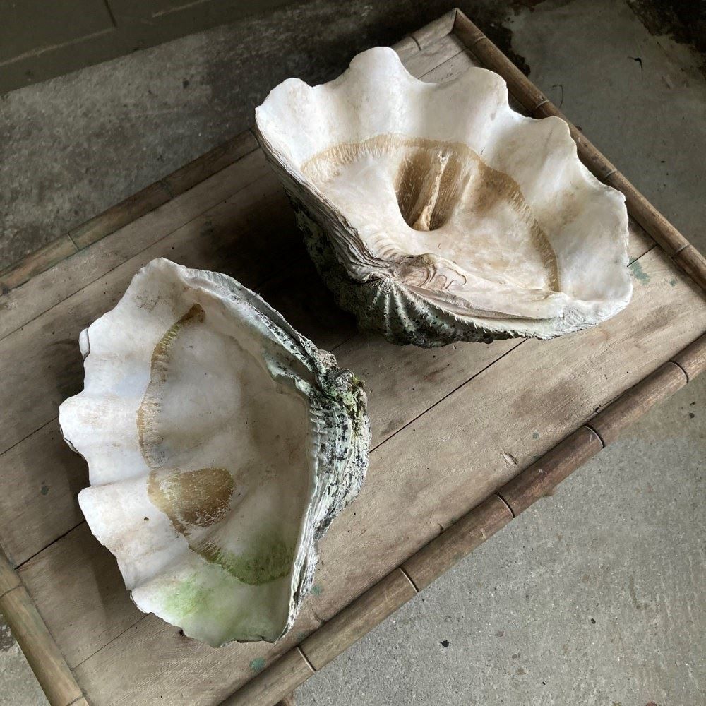 Two Large Antique Clam Shells, 1800s