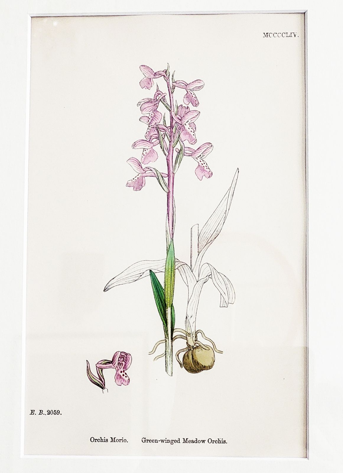 photo vinterior Framed Set (No. 1) Of 9 Antique Hand Coloured Orchid Prints, 19th Century