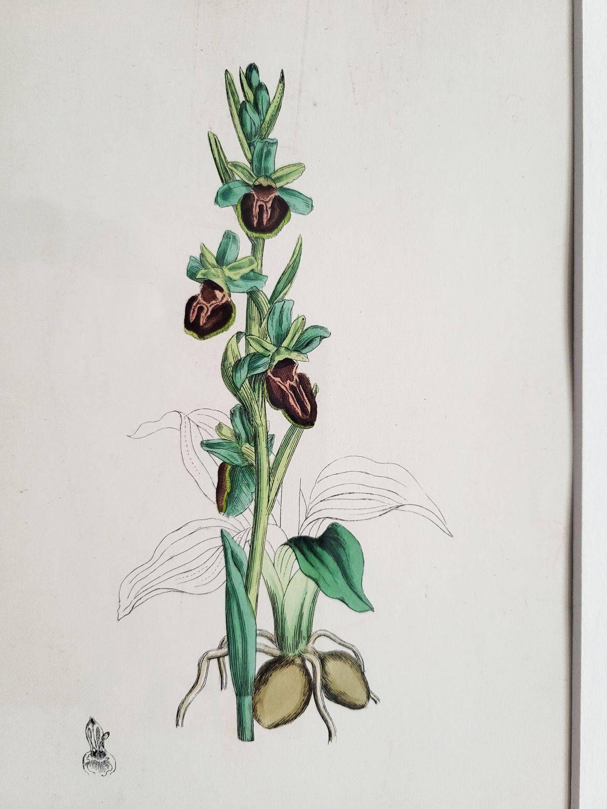 Framed Set (No. 1) Of 9 Antique Hand Coloured Orchid Prints, 19th Century photo vinterior