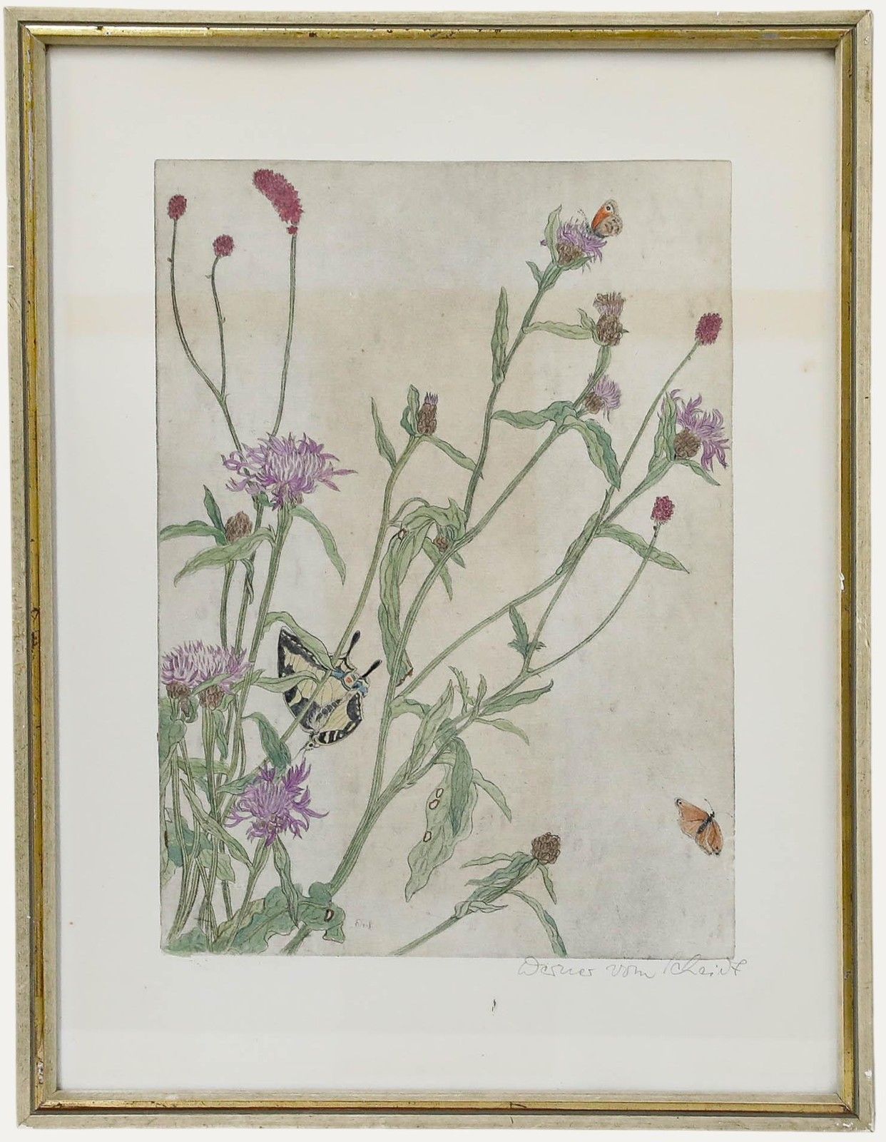 Werner Von Scheidt (1894 1983) Mid 20th Century Etching, Meadow Knapweed