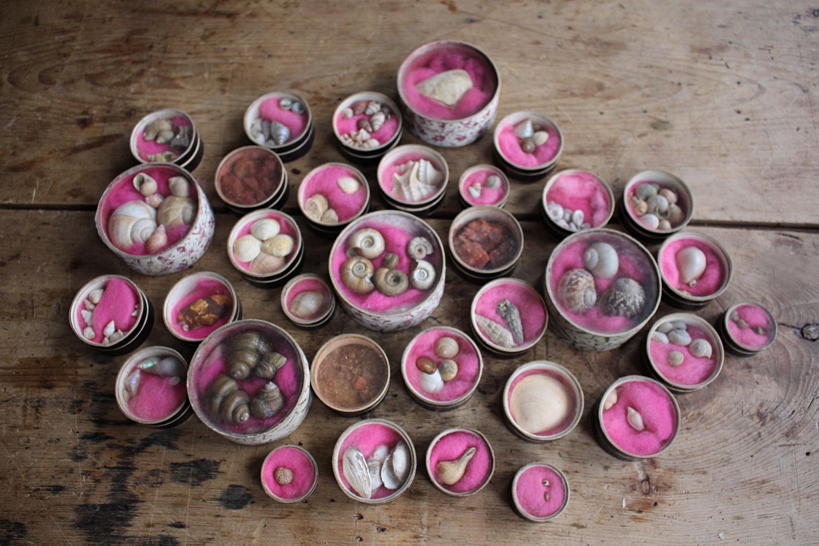 19th C Victorian Museum Conchologist Collection Shells Curio Natural History photo furniture