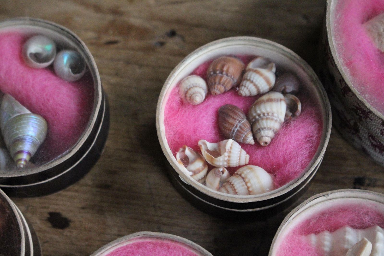 19th C Victorian Museum Conchologist Collection Shells Curio Natural History photo Home Decor