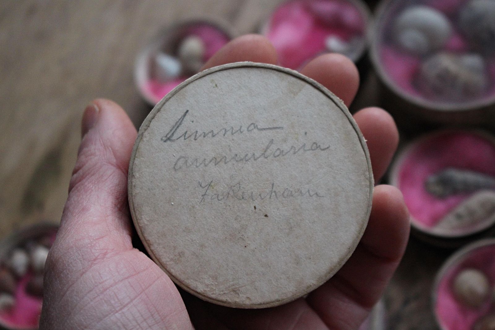 19th C Victorian Museum Conchologist Collection Shells Curio Natural History photo vintage