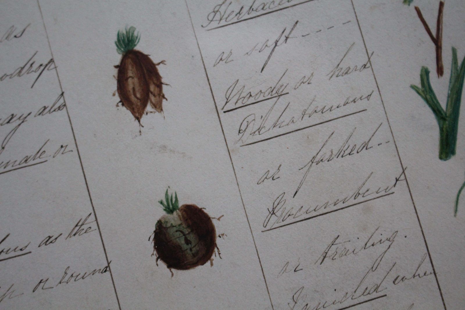 19thc American Trio Of Ink & Watercolour Botany Charts By Bessie Slater Folk Art photo 607.0