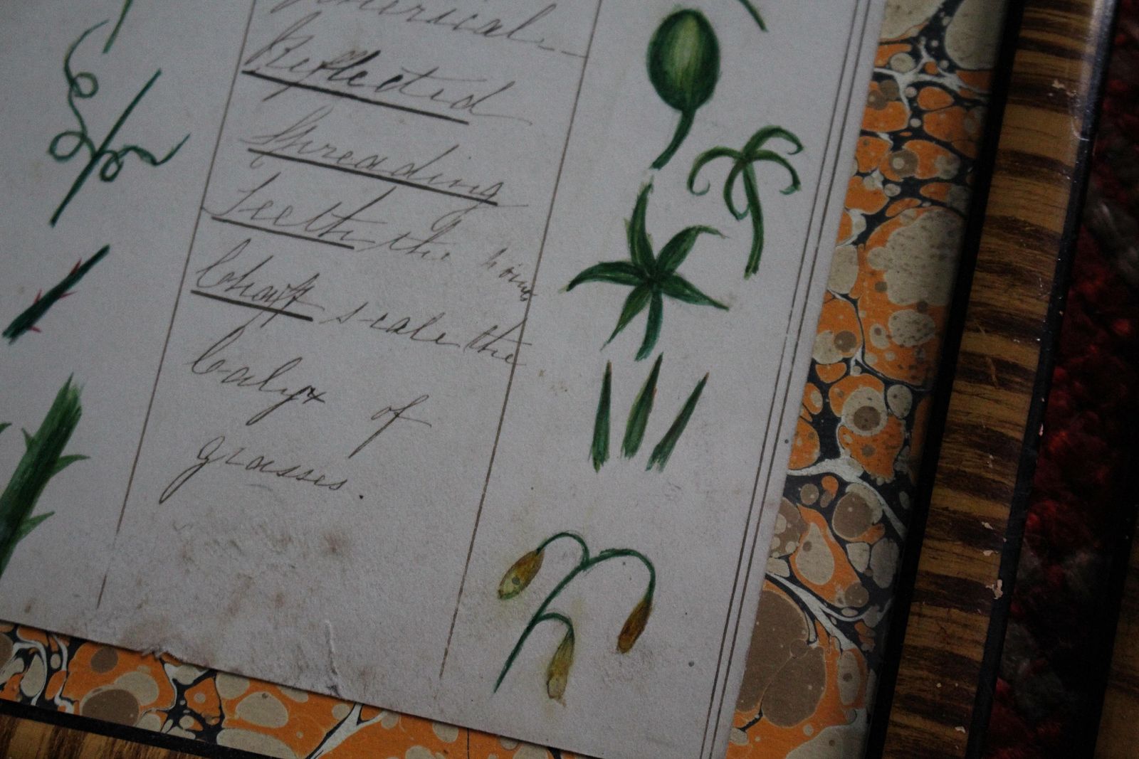19thc American Trio Of Ink & Watercolour Botany Charts By Bessie Slater Folk Art photo vintage