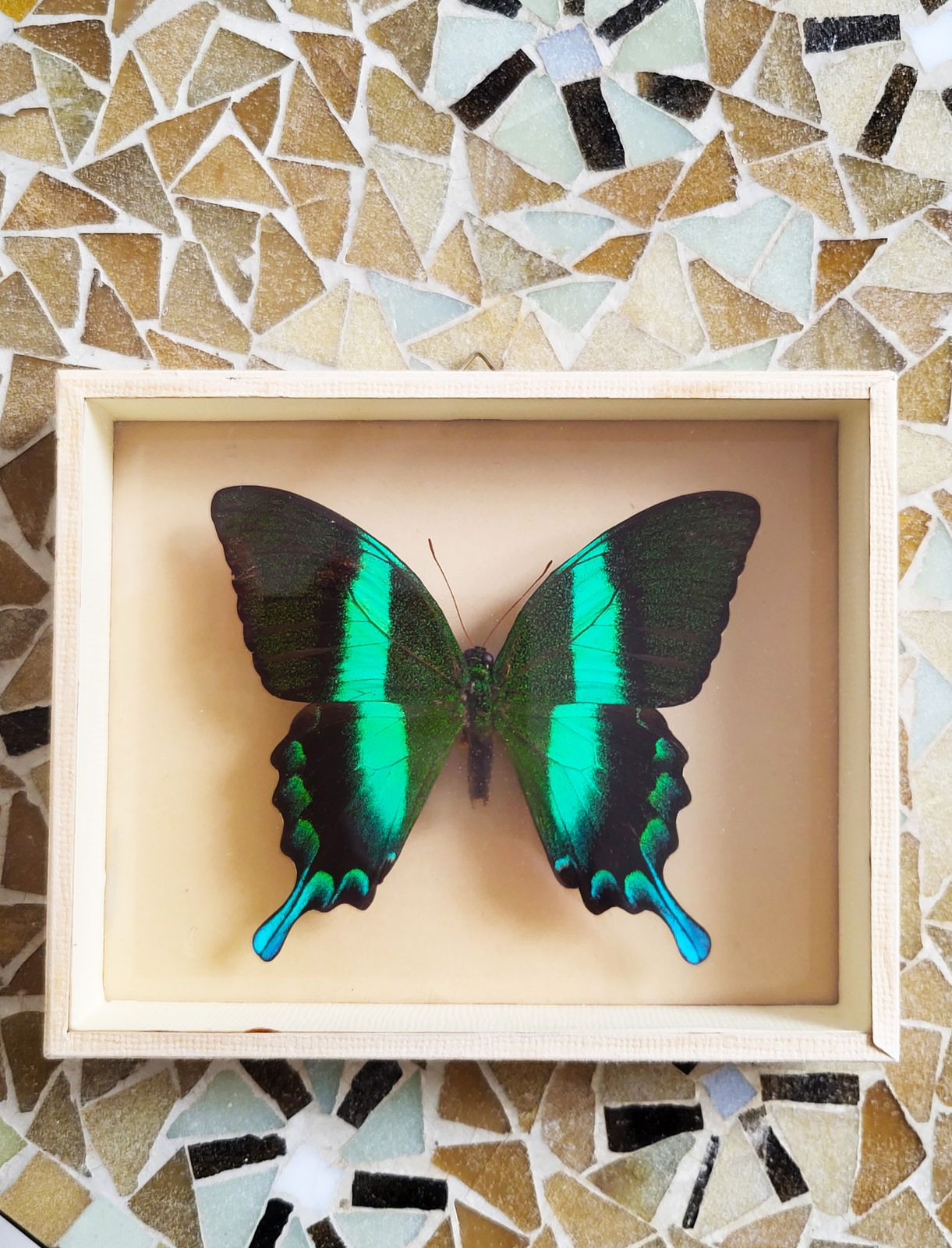 Mid Century Exotic Butterfly In Glass Case, 1960s photo for sale