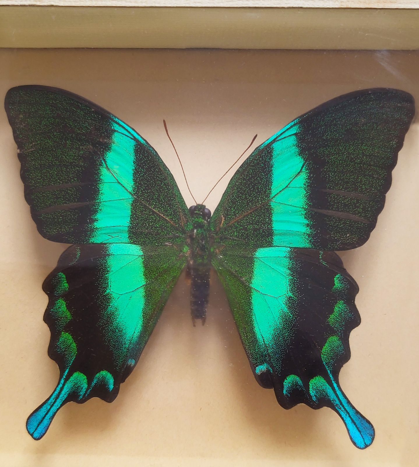 Mid Century Exotic Butterfly In Glass Case, 1960s photo Home Decor