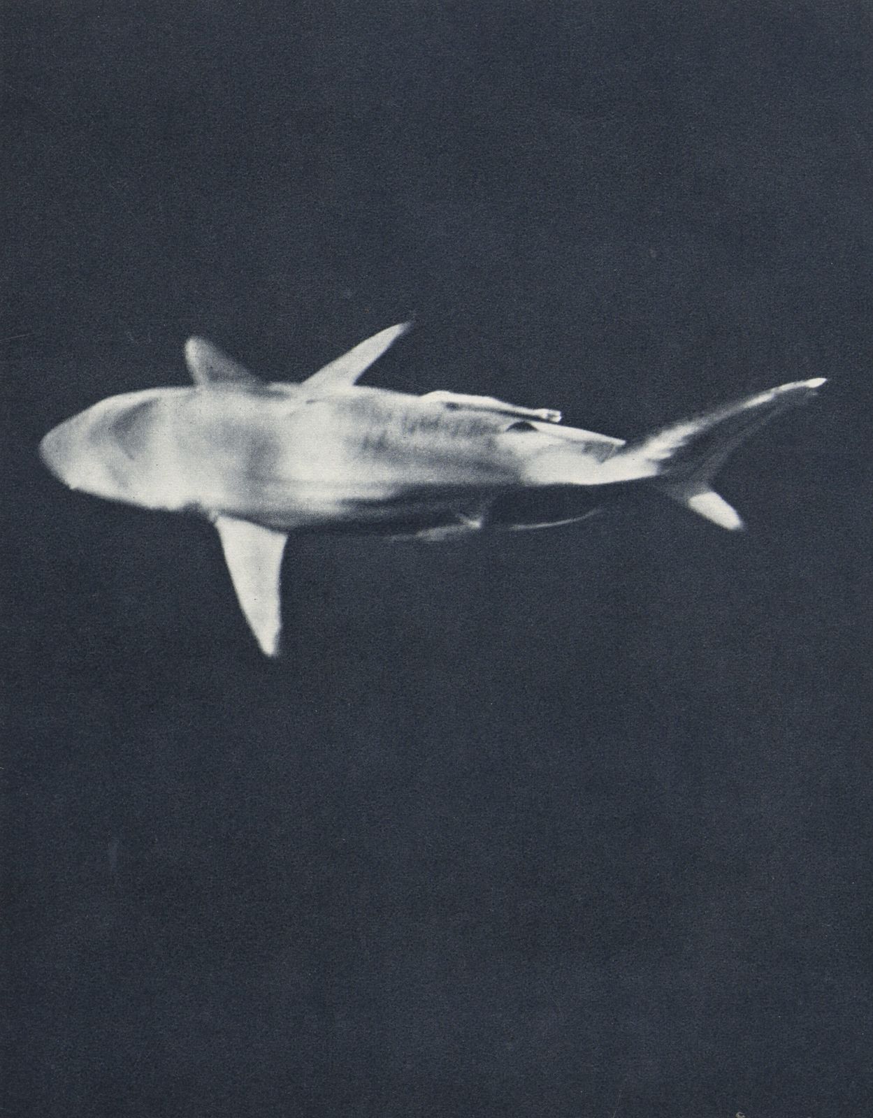 Jean Foucher Créteau  “Shark”, 1955 French Heliochrome Print On Paper photo furniture