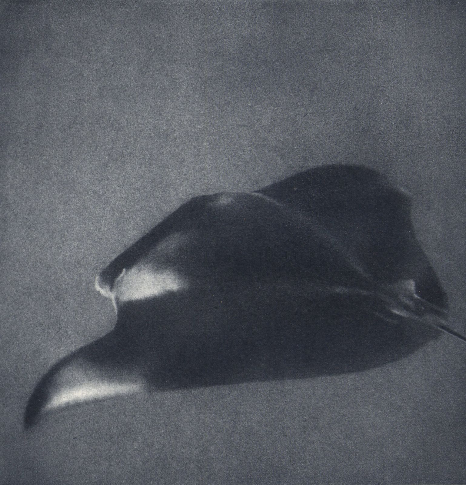 “Manta Ray”, 1955 French Heliochrome Print On Paper photo furniture