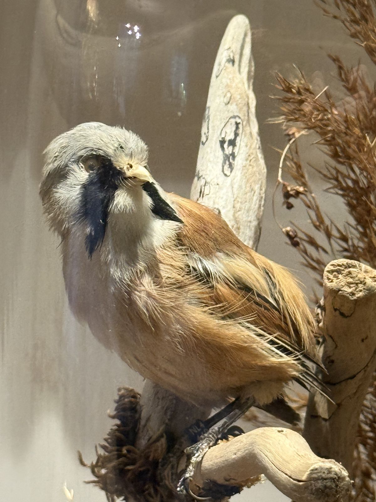 Victorian Taxidermy Dome — Pair Of Bearded Reedlings With Nest, Reed Habitat, Ebonised Base photo furniture