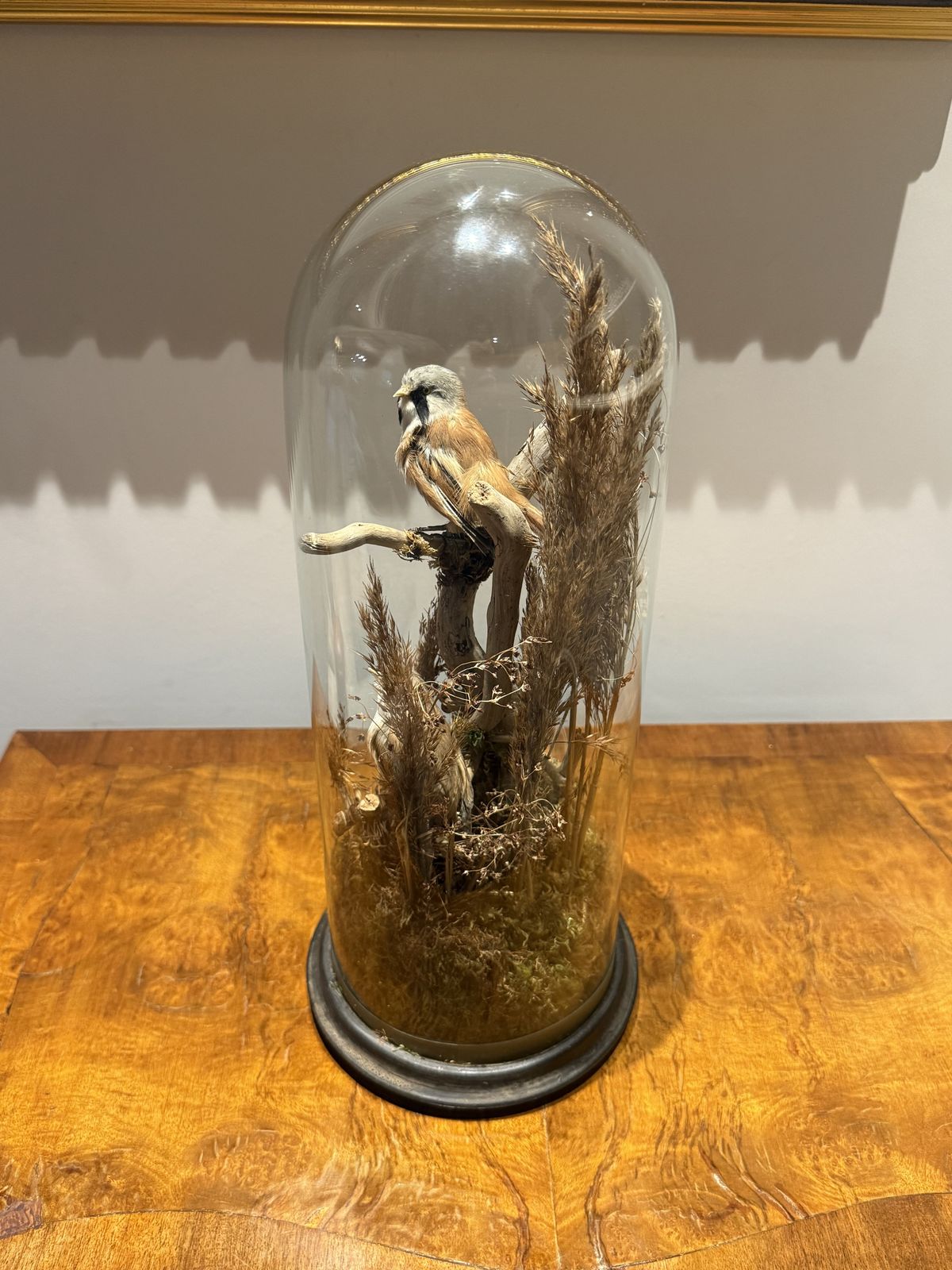 Victorian Taxidermy Dome — Pair Of Bearded Reedlings With Nest, Reed Habitat, Ebonised Base photo Home Decor