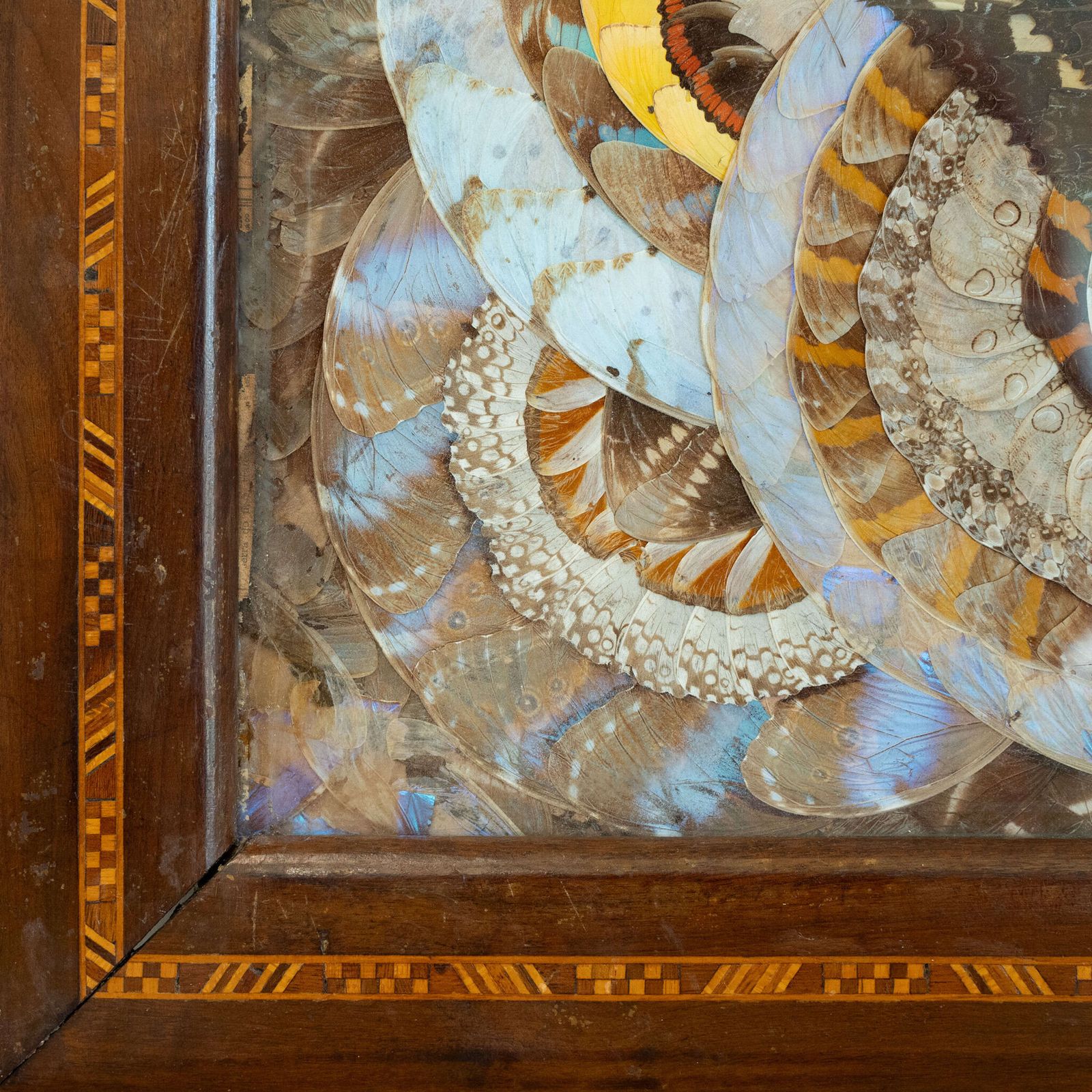 1950’s Brazilian Framed Butterfly Wings photo for sale