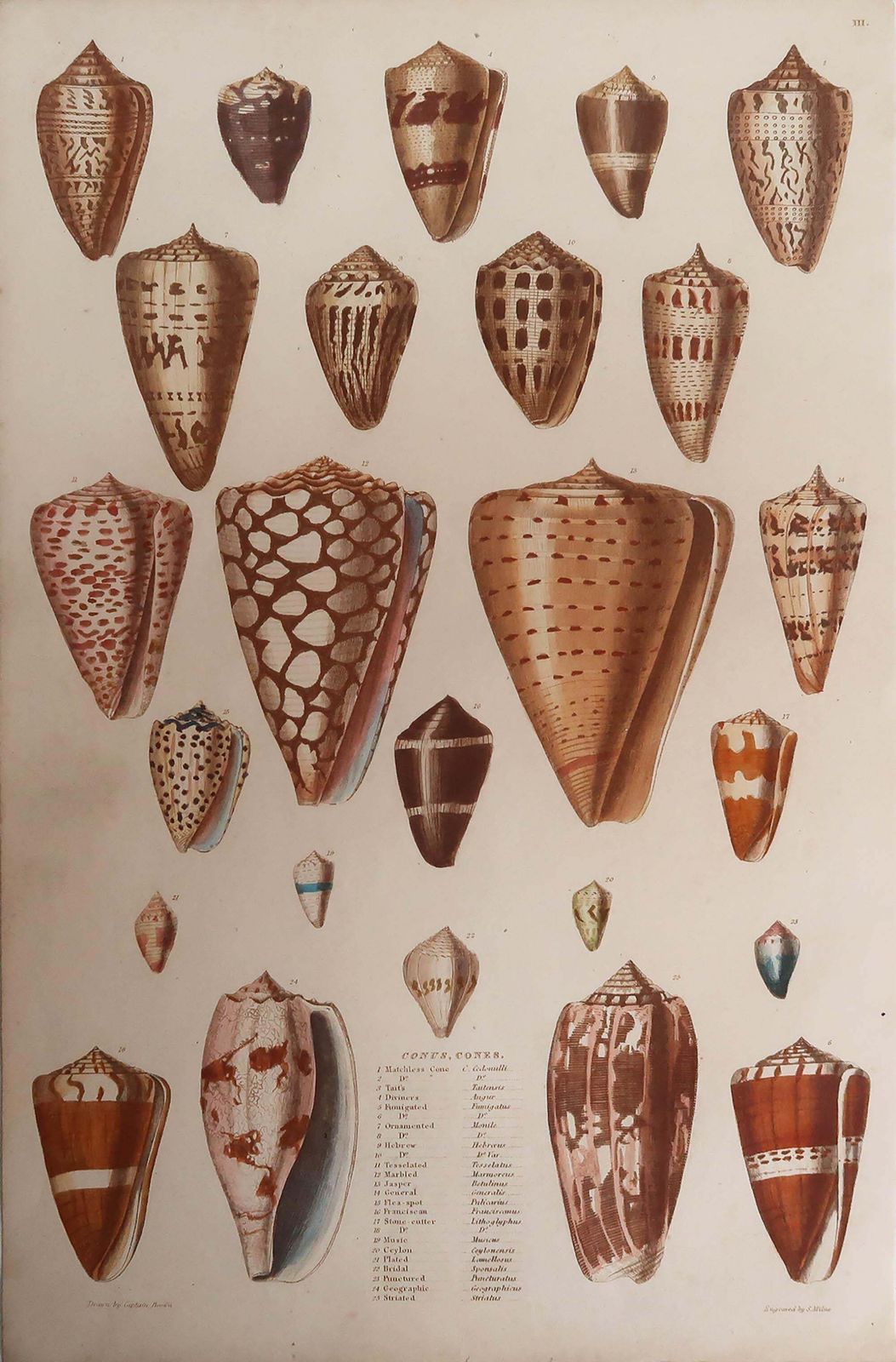 Large Original Antique Print Of Shells, C.1835 photo furniture