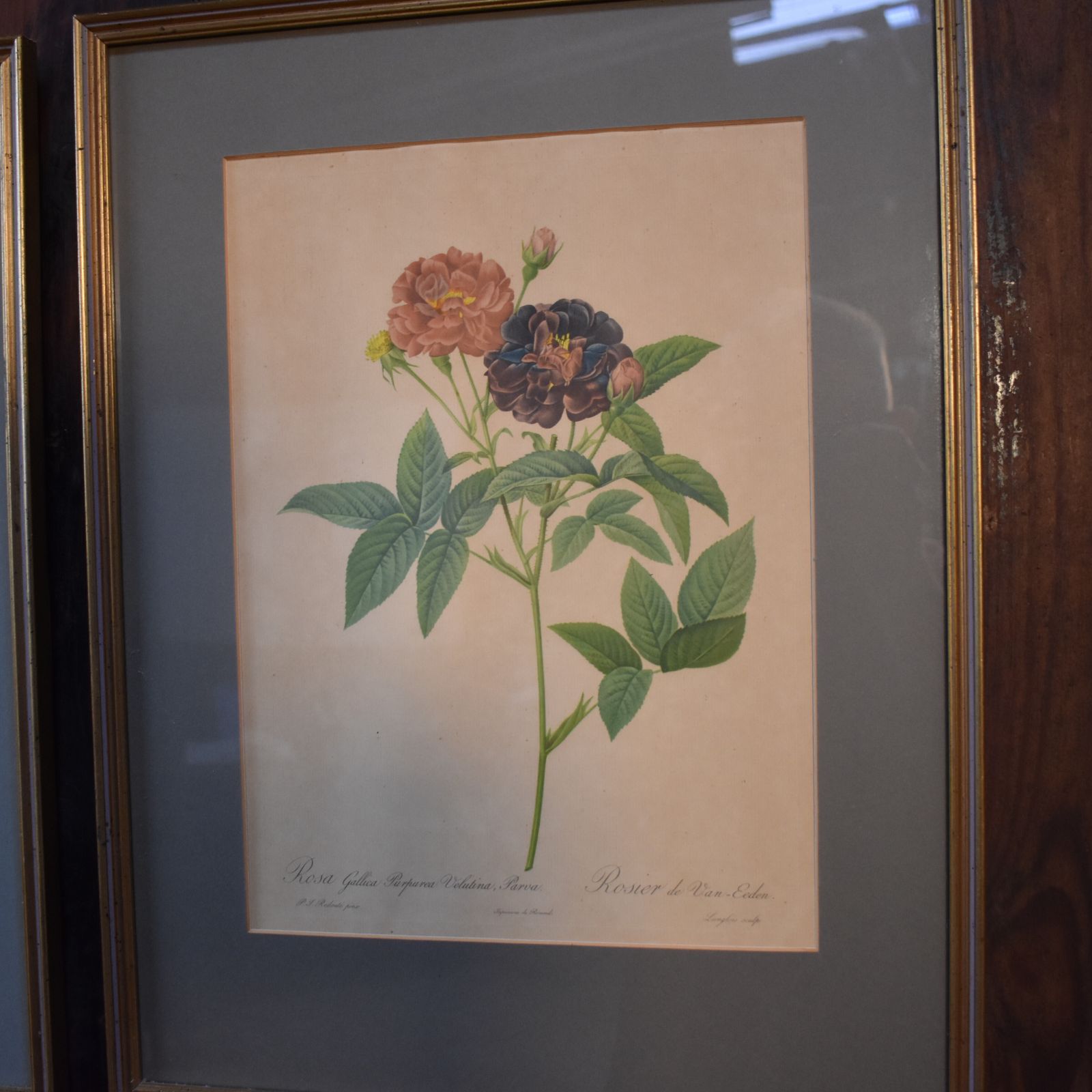 photo furniture Vintage Mid Century Pierre Joseph Redoute Botanicals Rose Prints Set Of 8