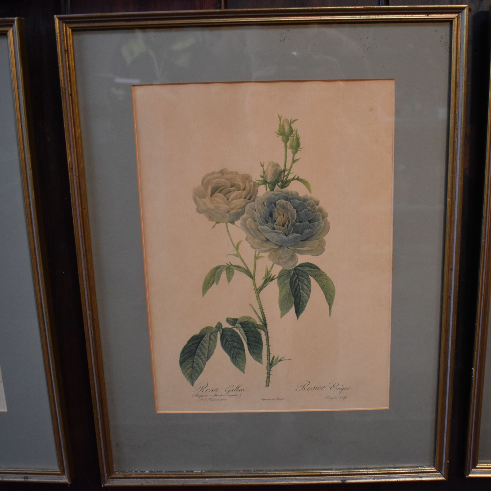 photo buy Vintage Mid Century Pierre Joseph Redoute Botanicals Rose Prints Set Of 8