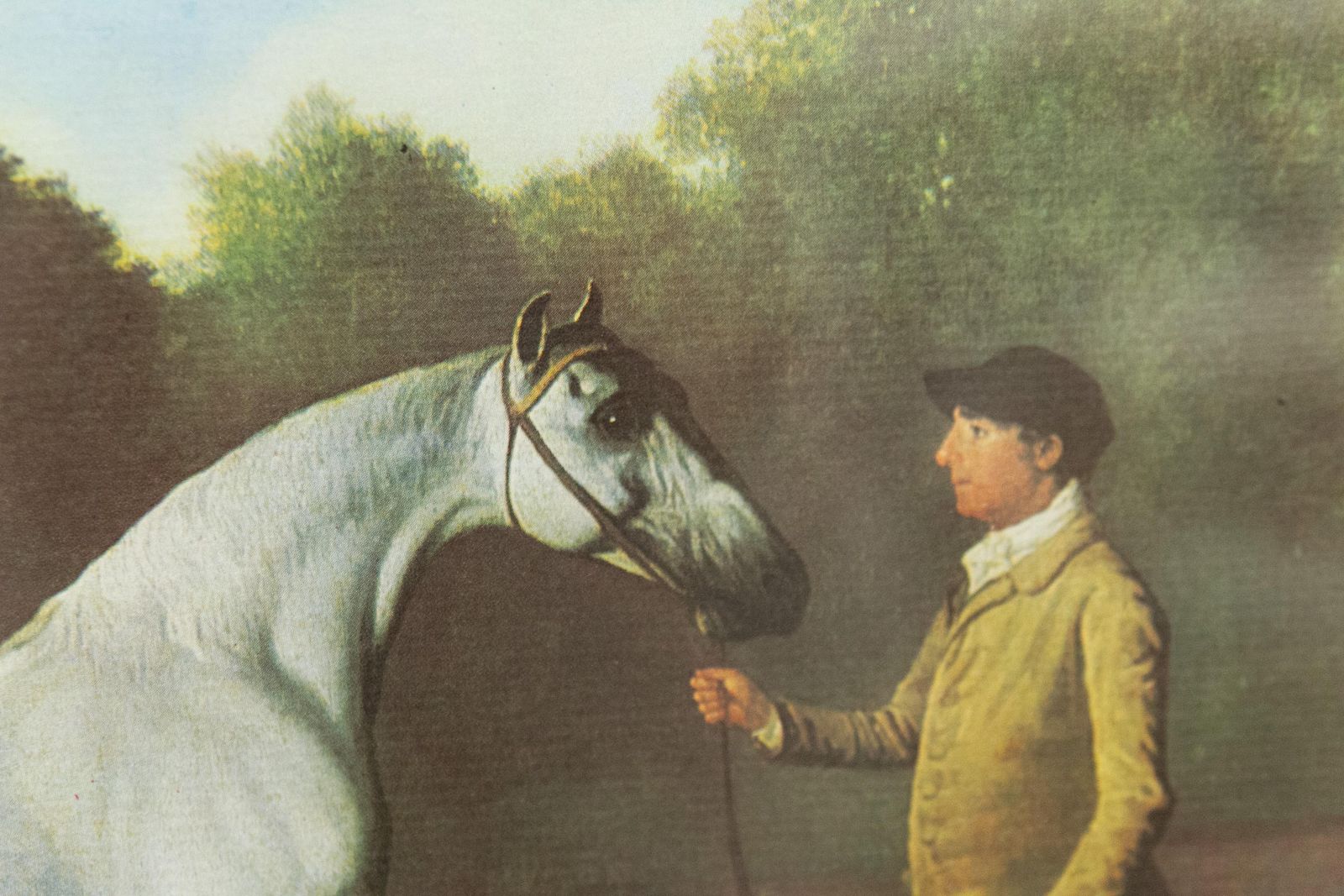 photo for sale Framed Print Of Grey Horse "Gimcrack" By George Stubbs, Late 20th Century.