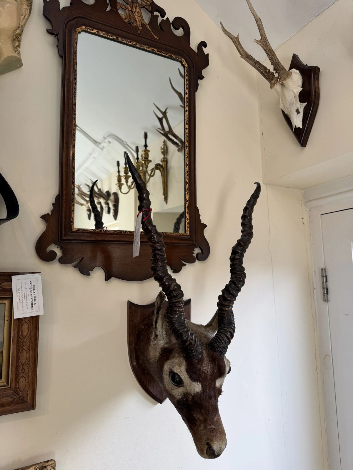 Antique C.1900 Taxidermy Indian Blackbuck Adult Antelope Mounted Head With Antlers On Shield