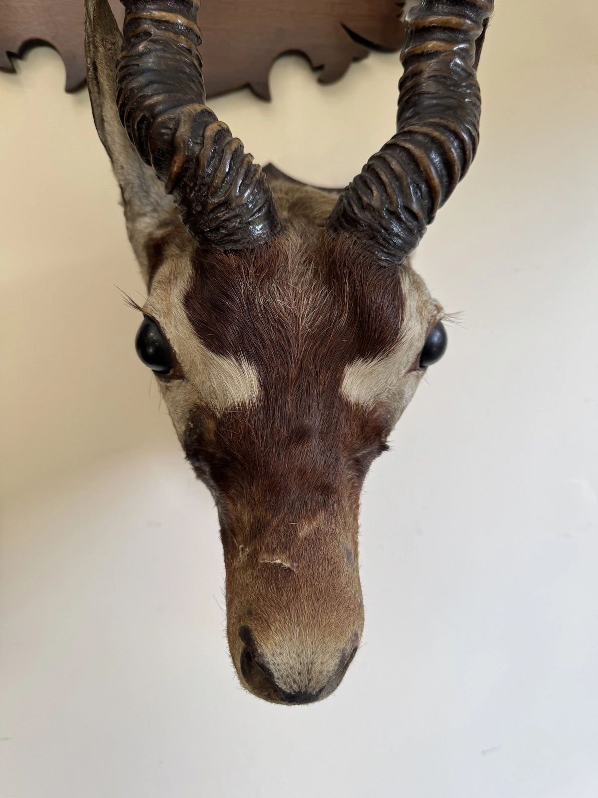 Antique C.1900 Taxidermy Indian Blackbuck Adult Antelope Mounted Head With Antlers On Shield photo 395.0