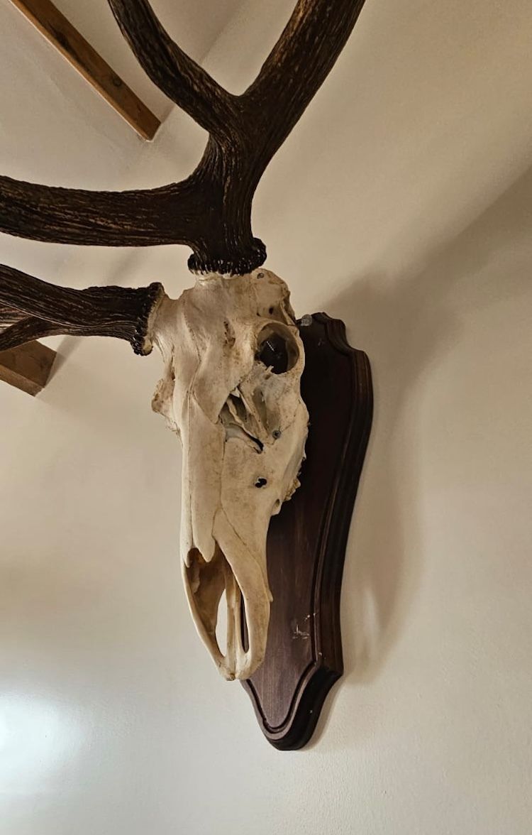 Mounted Imperial Stag Skull And Antlers   Large, Excellent Condition photo for sale