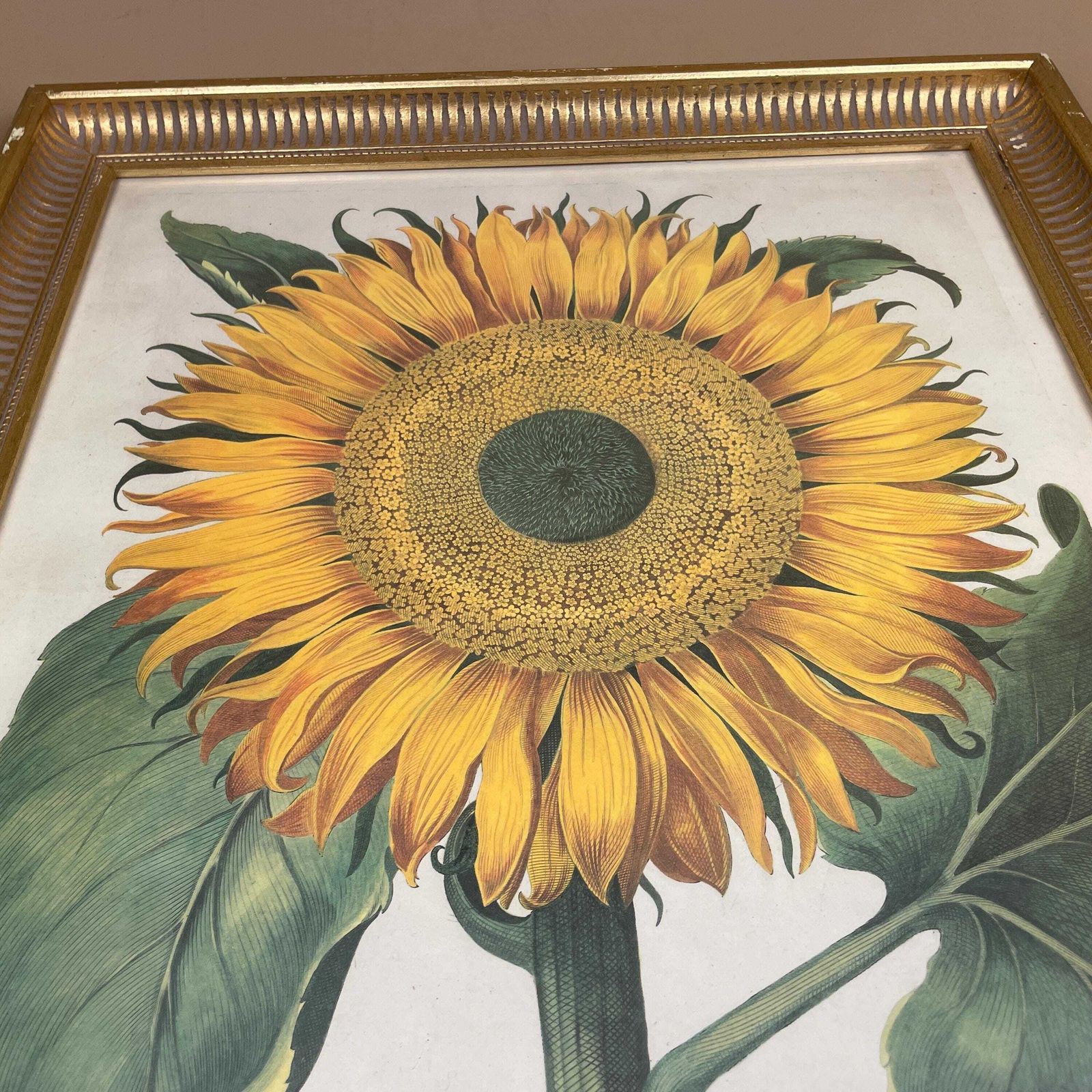 Sunflower Botanical Print Picture Flos Solis Framed Gold Vintage Wall Art Antique Style Garden Flower Decor Vibrant Yellow Green Decorative photo Art