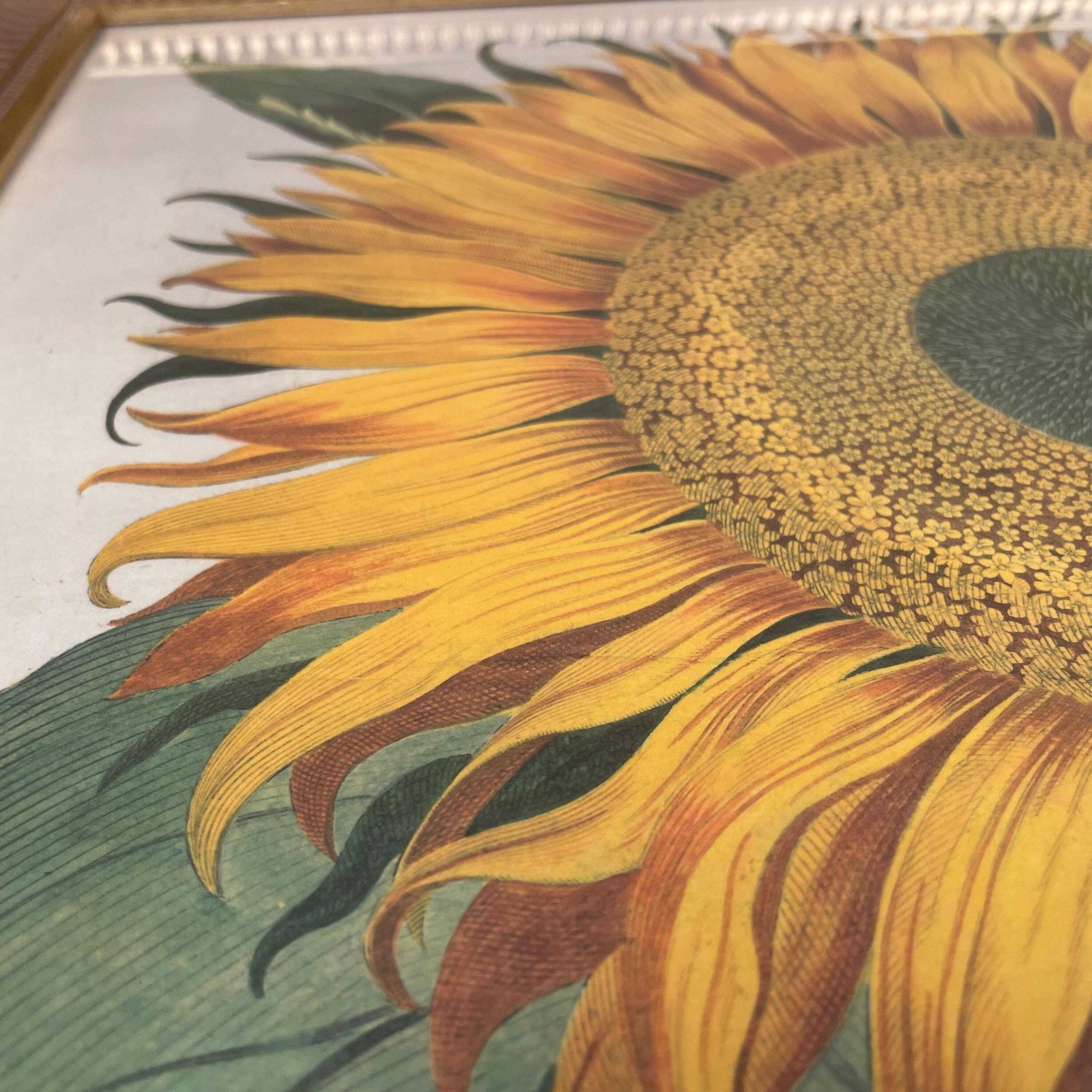 Sunflower Botanical Print Picture Flos Solis Framed Gold Vintage Wall Art Antique Style Garden Flower Decor Vibrant Yellow Green Decorative photo buy