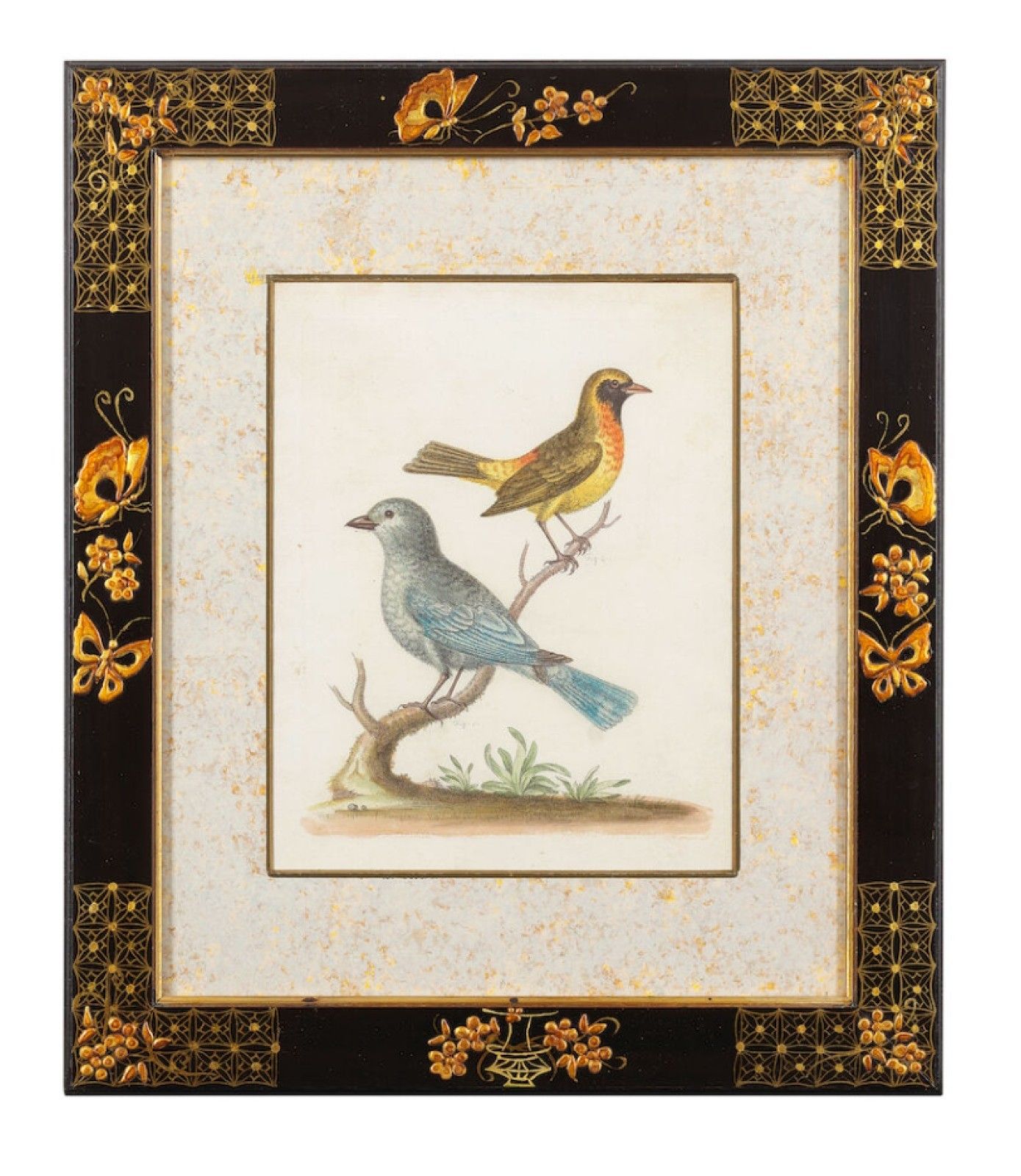 12 Antique 1740 George Edwards Hand Coloured Ornithological Engravings Of Birds photo vinterior