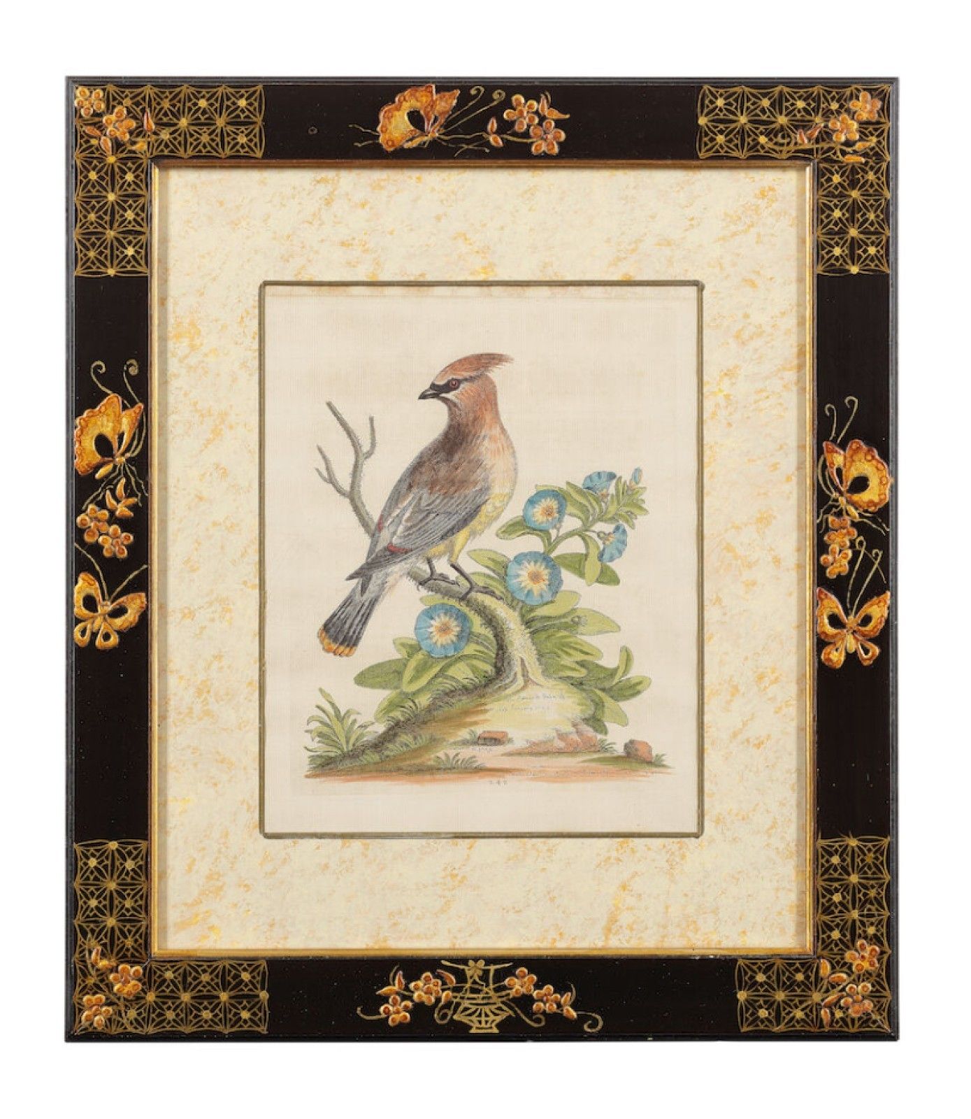 photo furniture 12 Antique 1740 George Edwards Hand Coloured Ornithological Engravings Of Birds