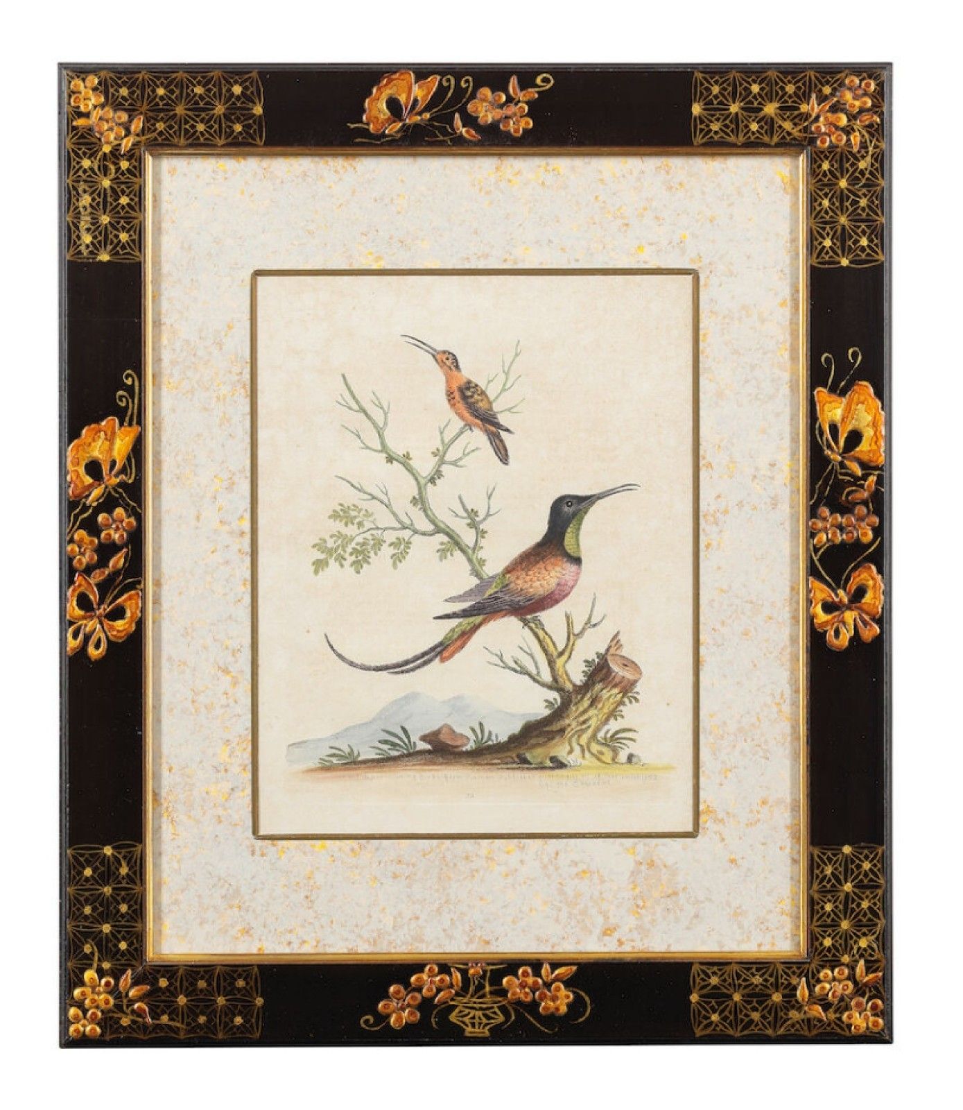 photo for sale 12 Antique 1740 George Edwards Hand Coloured Ornithological Engravings Of Birds