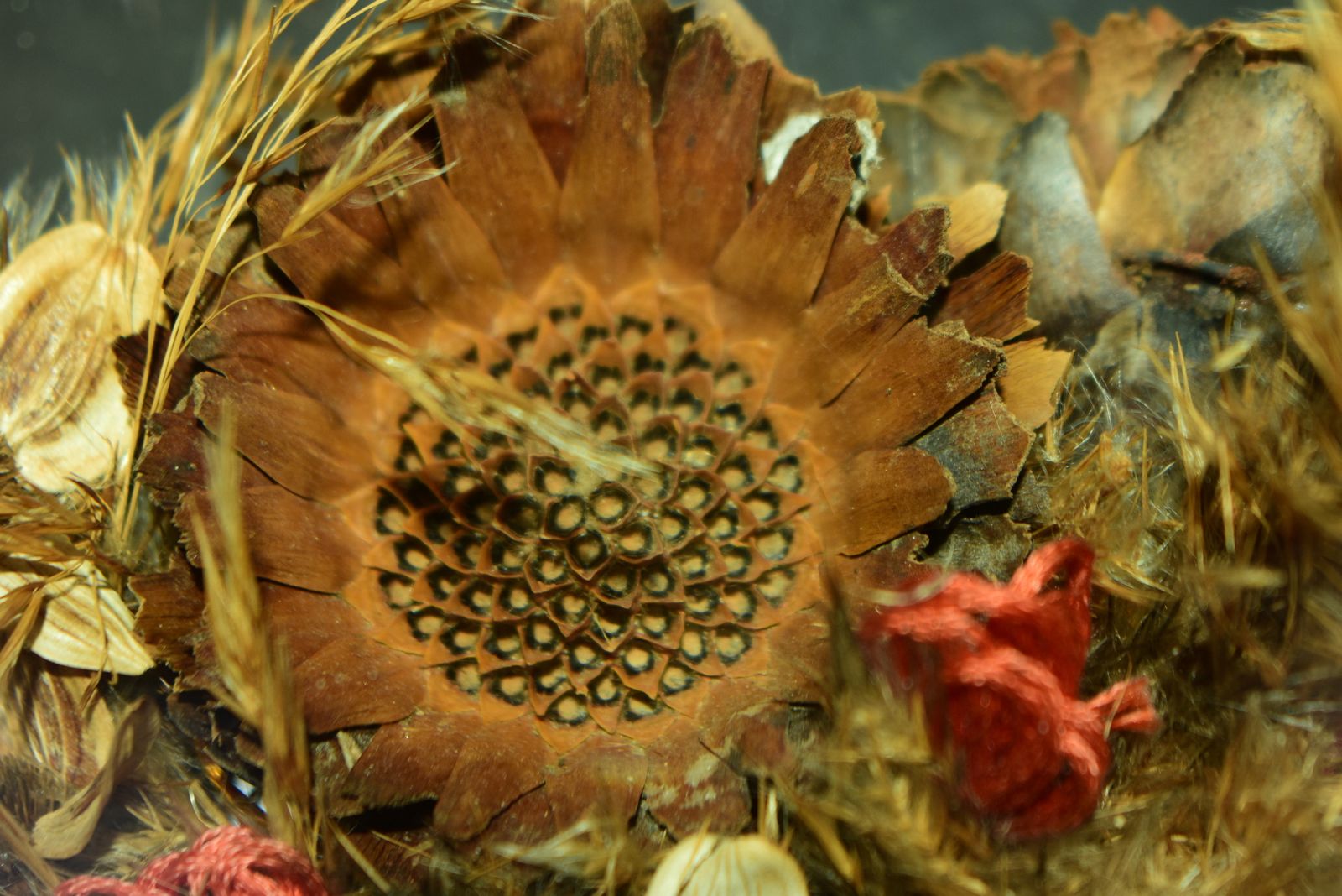 photo vintage Victorian Botanical Diorama Of Bubble Glass With Dried Flower Display