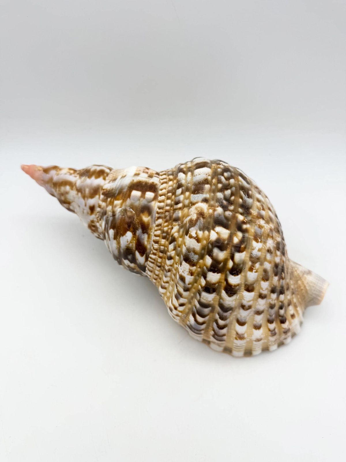 Triton Trumpet Conch Shell, Large Natural Conch, Coastal Home Decor photo Home Decor