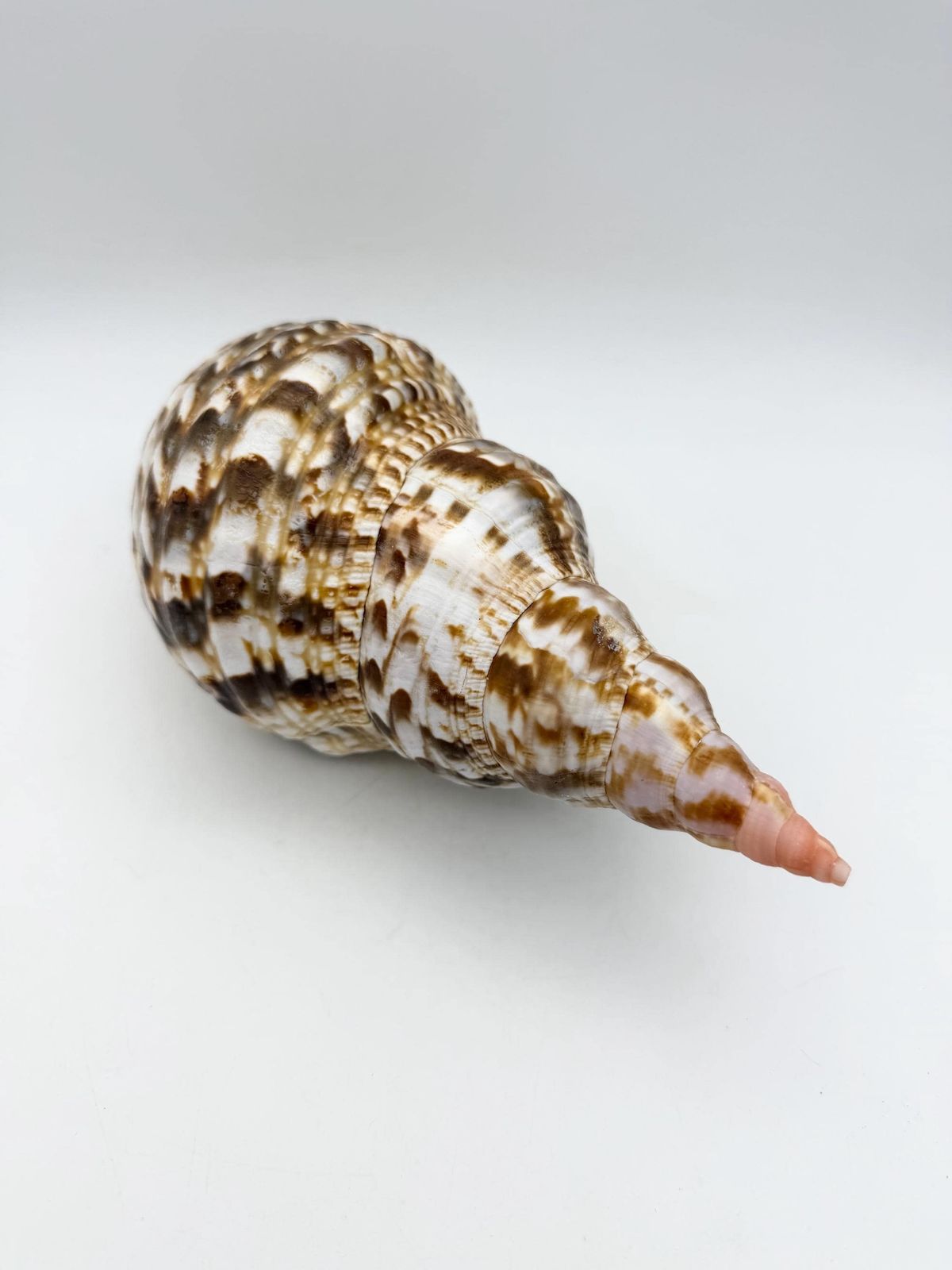 Triton Trumpet Conch Shell, Large Natural Conch, Coastal Home Decor photo buy