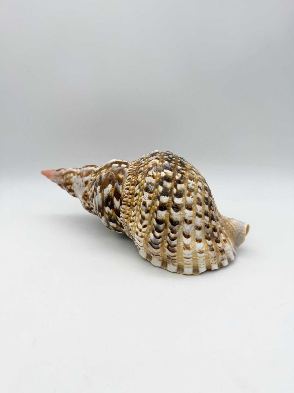 photo for sale Triton Trumpet Conch Shell, Large Natural Conch, Coastal Home Decor
