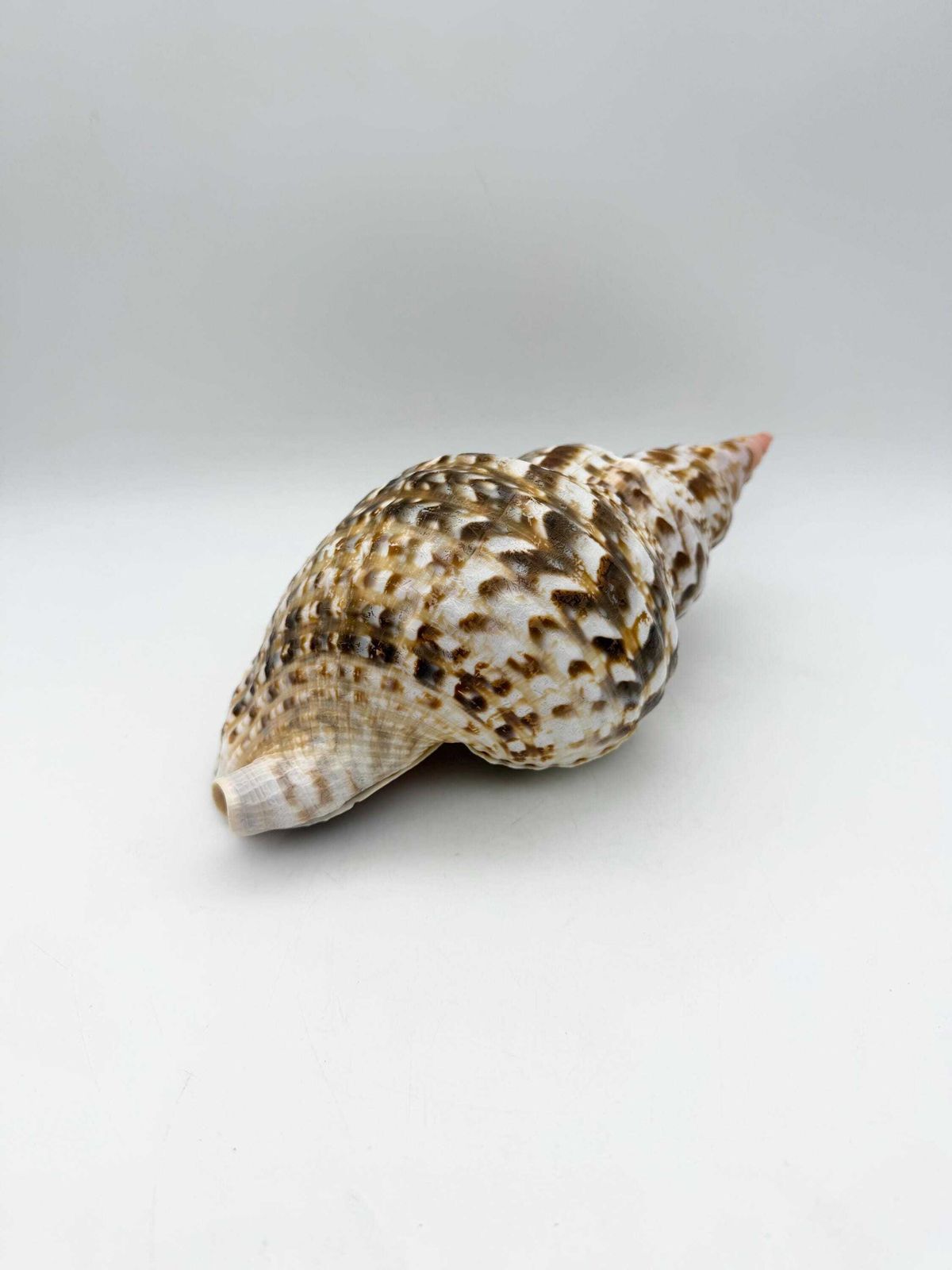 photo vinterior Triton Trumpet Conch Shell, Large Natural Conch, Coastal Home Decor