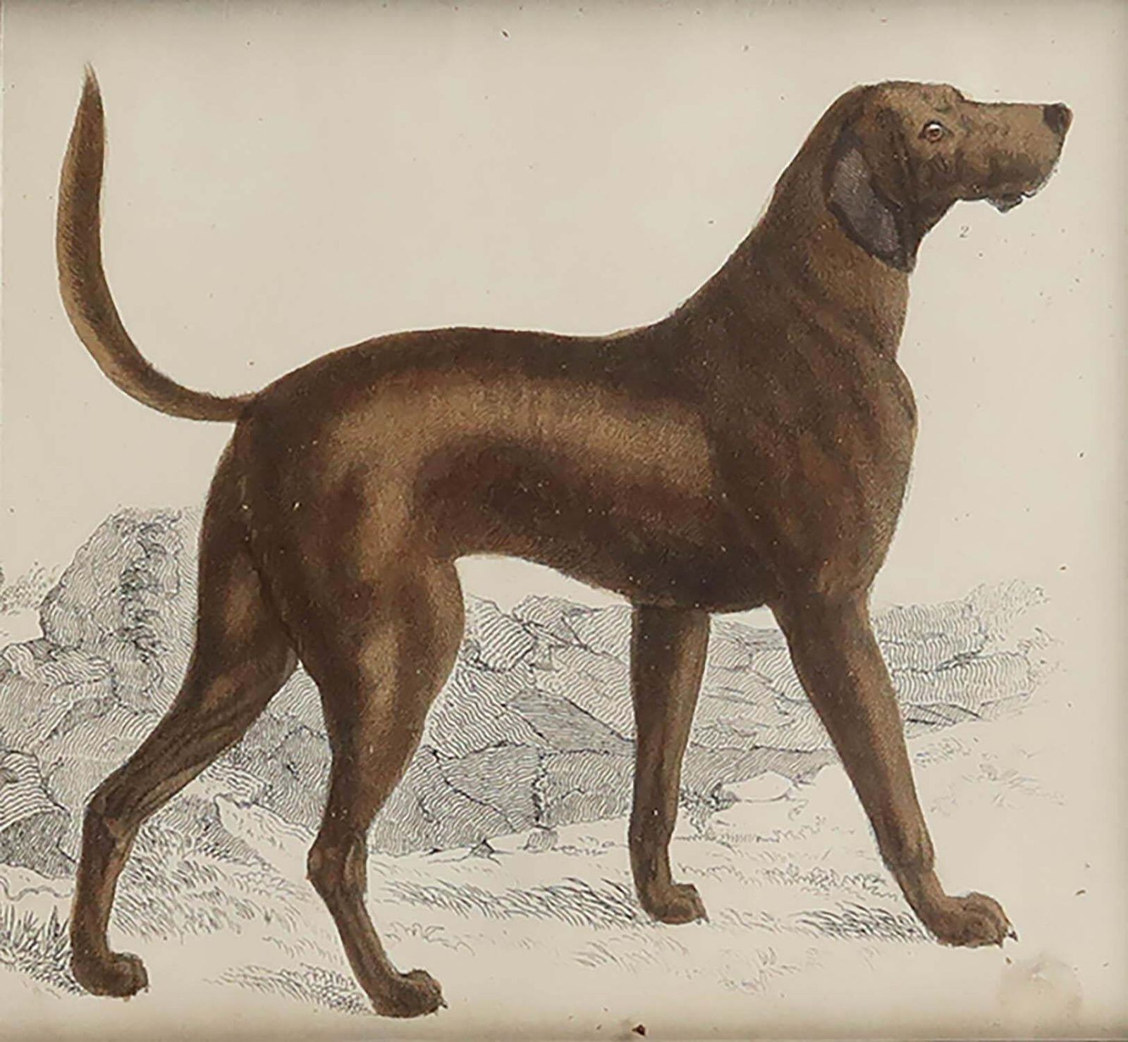 Original Antique Framed Print Of A Bloodhound, 1847 photo for sale