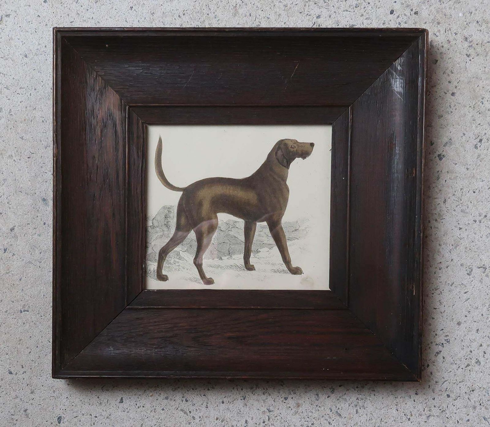 Original Antique Framed Print Of A Bloodhound, 1847 photo Art