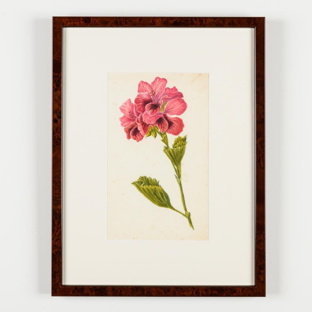 A Collection Of Fourteen Early 20th Century  North American Botanical Watercolours photo Art
