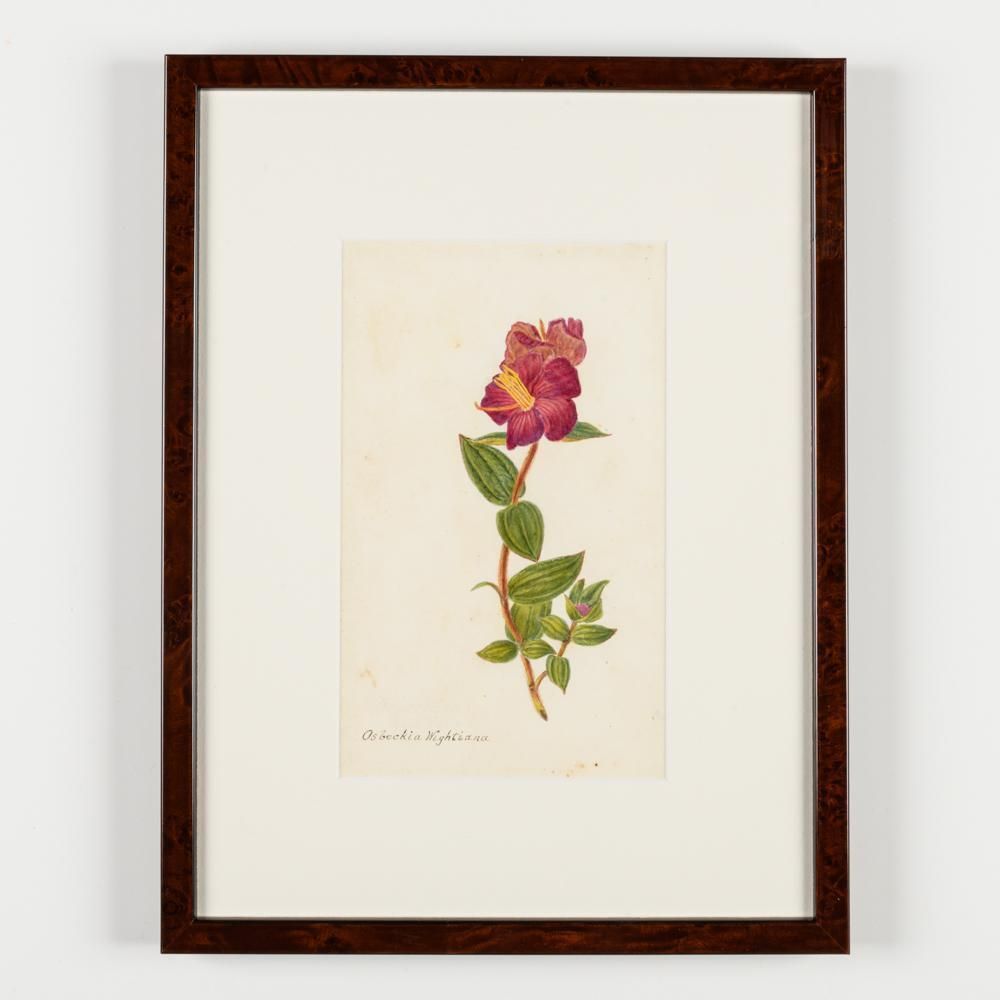 A Collection Of Fourteen Early 20th Century  North American Botanical Watercolours photo vinterior