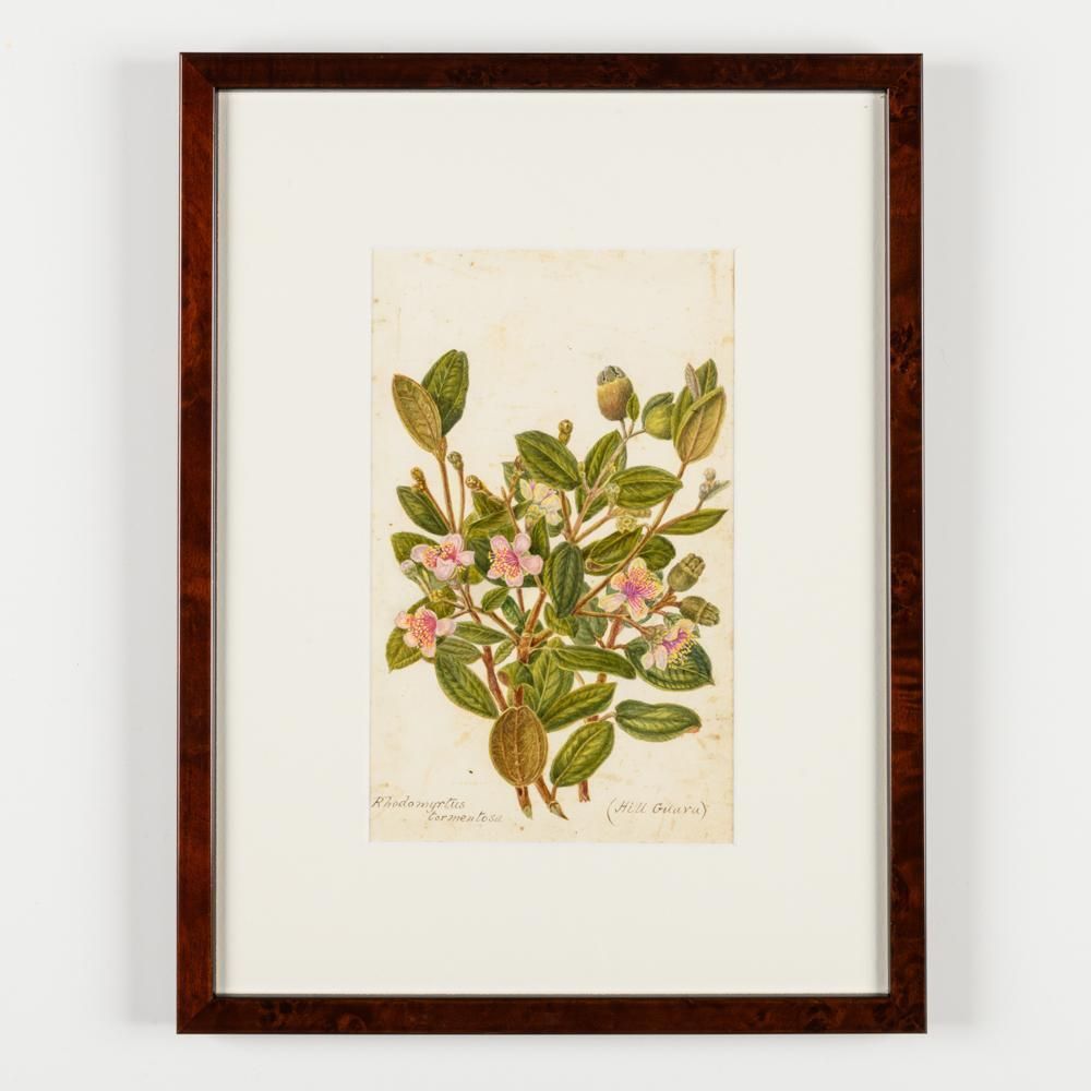 photo vinterior A Collection Of Fourteen Early 20th Century  North American Botanical Watercolours