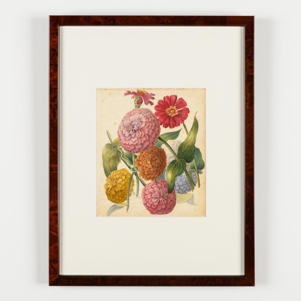 North American Botanical Watercolours Of Flowers