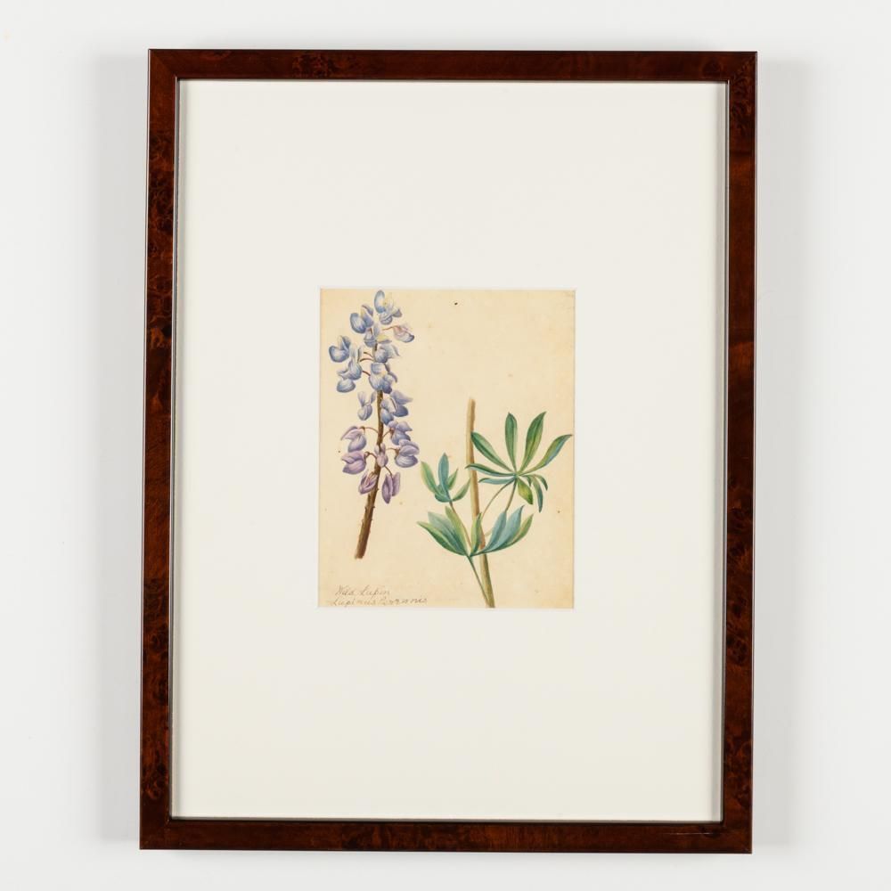 North American Botanical Watercolours Of Flowers photo Art