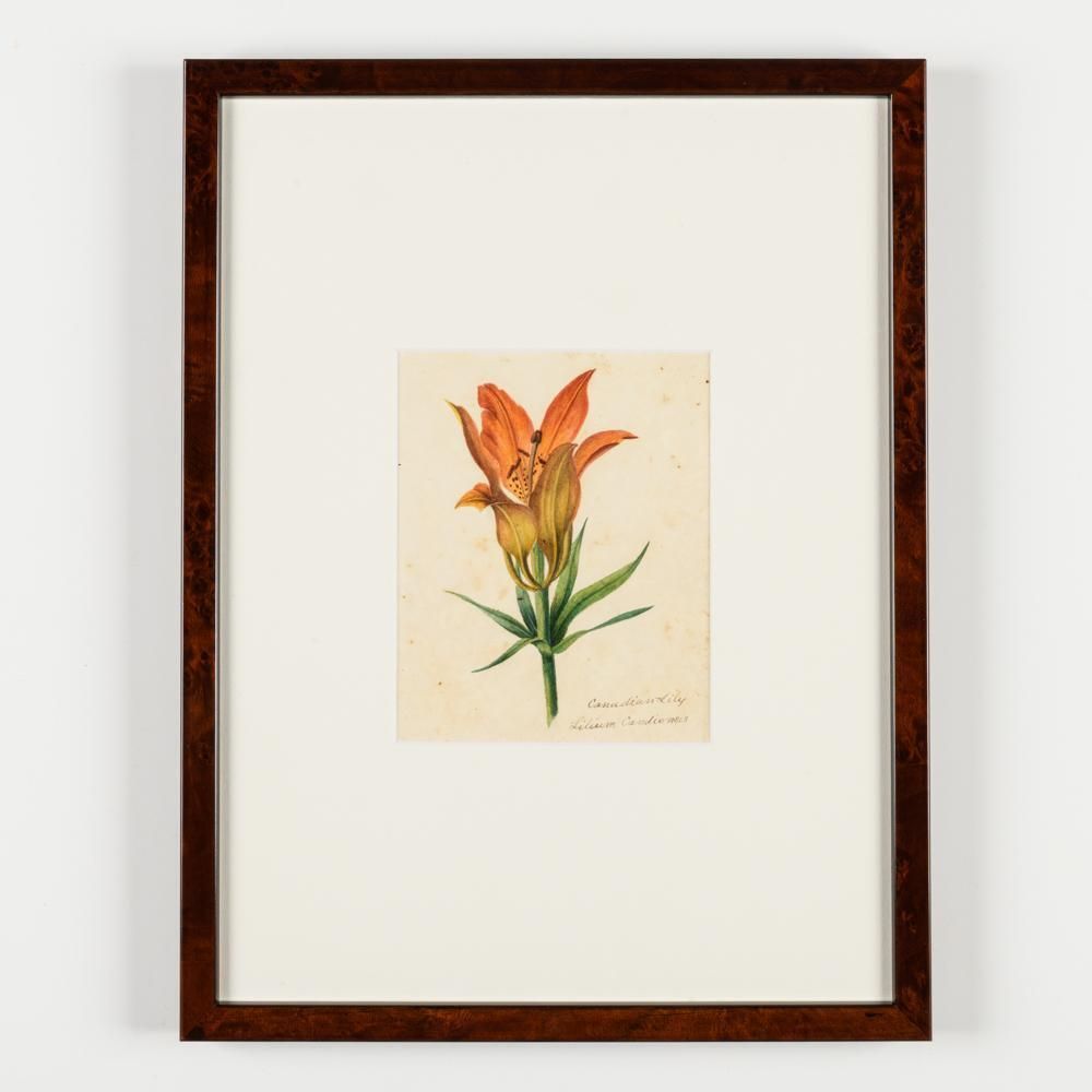photo for sale North American Botanical Watercolours Of Flowers
