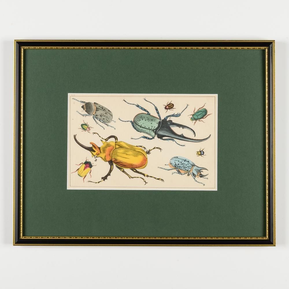 A Collection Of  Hand Coloured Etchings Of Birds, Butterflies, And Beetles photo buy
