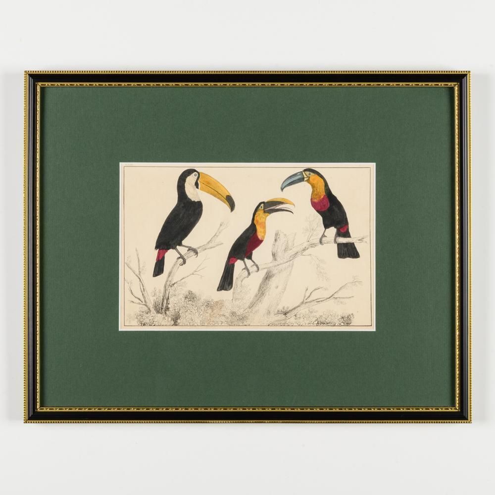 photo for sale A Collection Of  Hand Coloured Etchings Of Birds, Butterflies, And Beetles