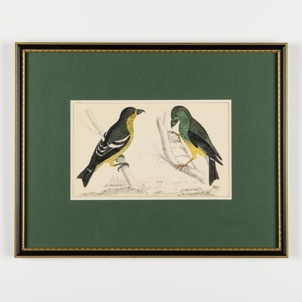 2940.0 A Collection Of  Hand Coloured Etchings Of Birds, Butterflies, And Beetles photo