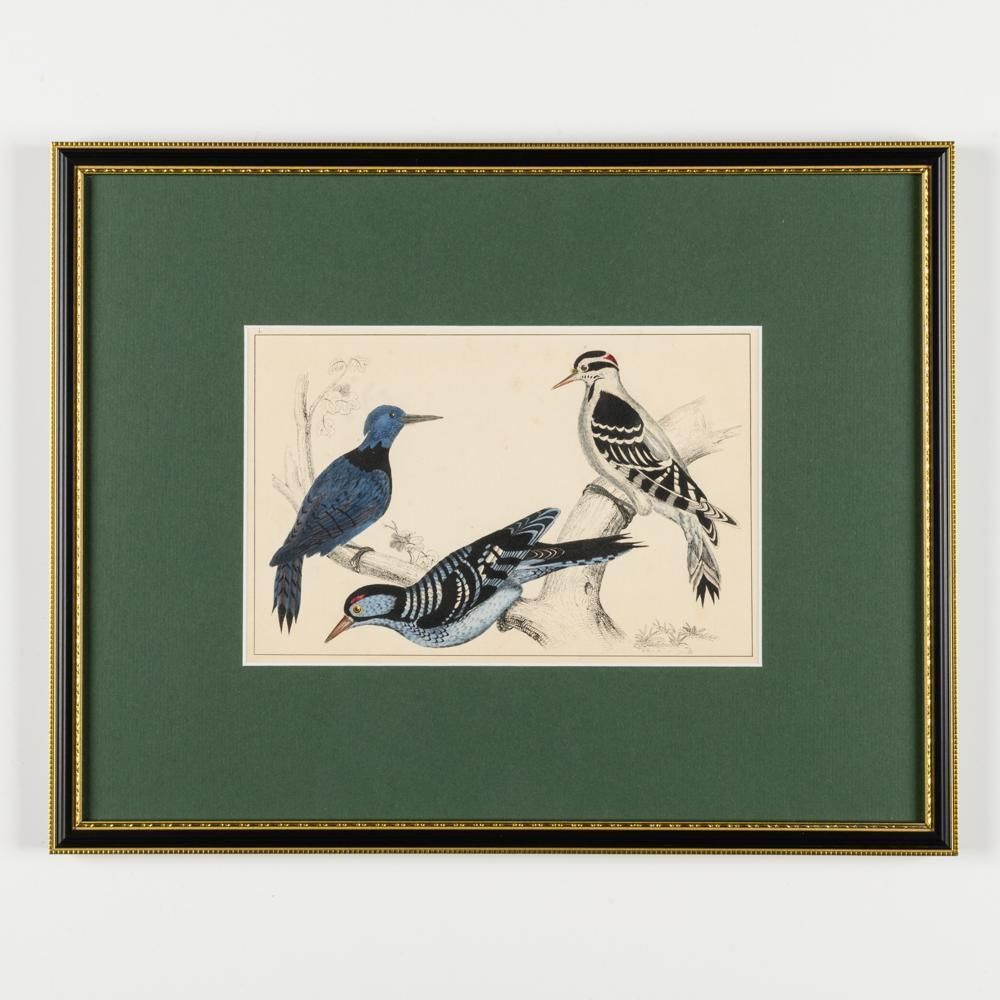photo vinterior A Collection Of  Hand Coloured Etchings Of Birds, Butterflies, And Beetles
