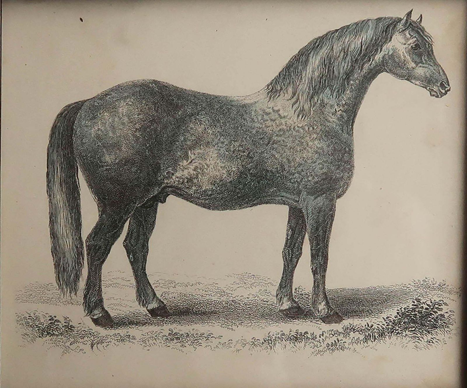 Original Antique Framed Print Of A Grey Racehorse, 1847 photo for sale