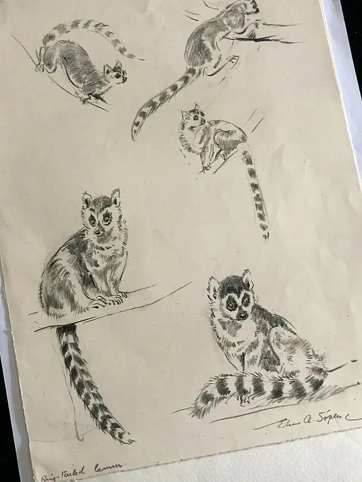 Eileen Alice Soper Children’s Illustrator (Enid Blyton) Signed Pencil Sketches On One Sheet photo vinterior